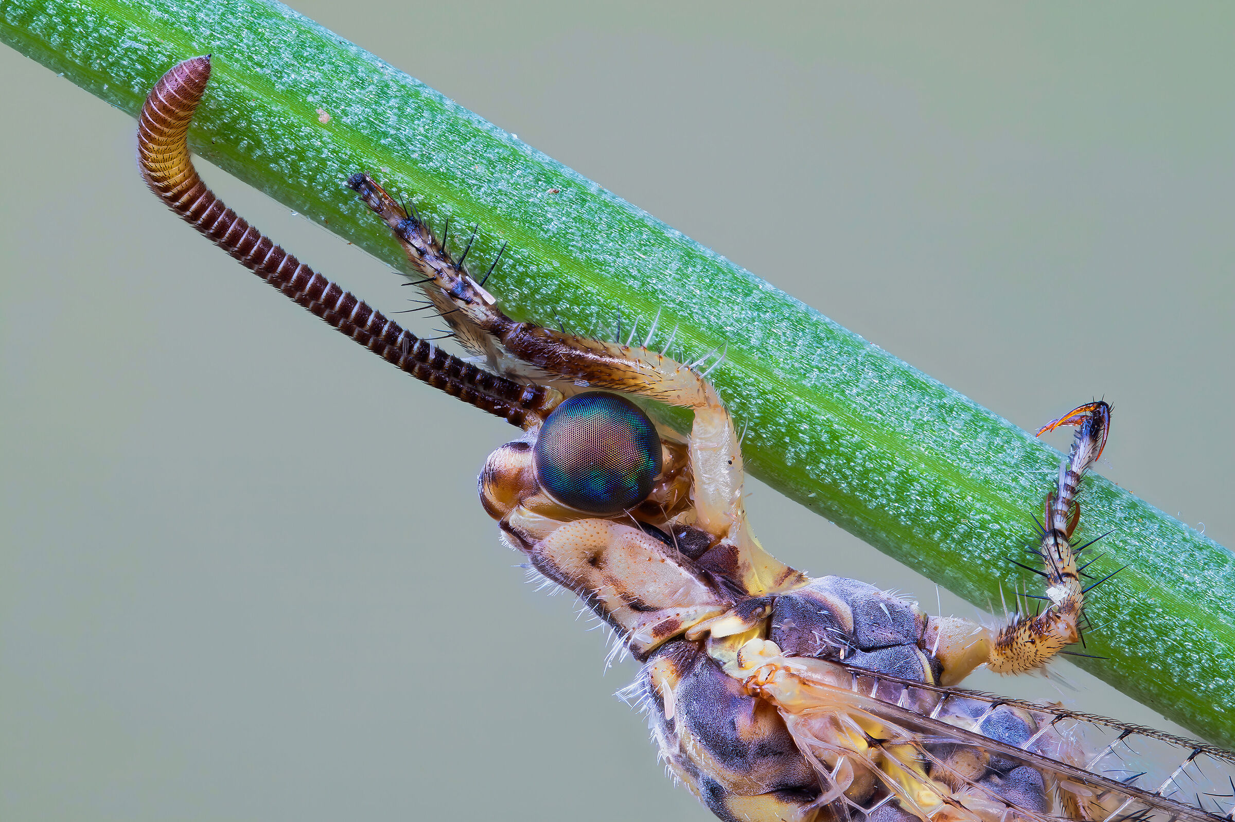Macronemurus appendiculatus