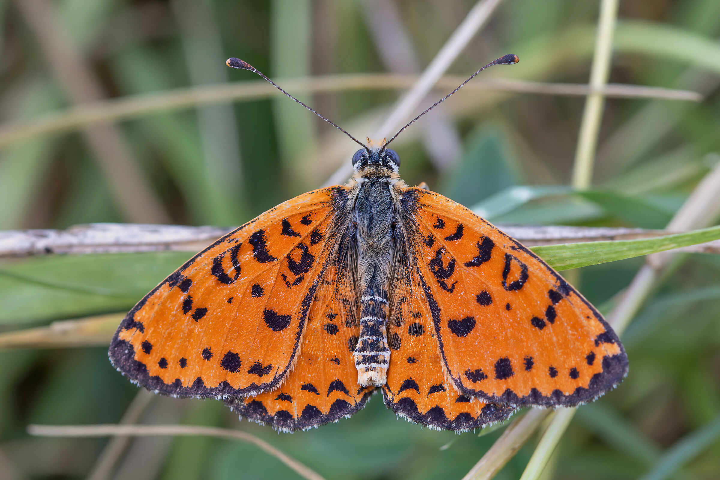 Melitaea didyma