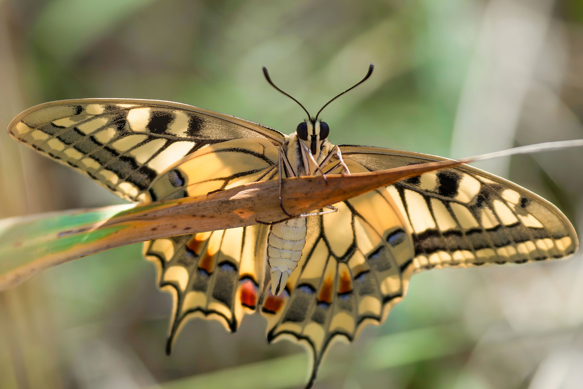 Papilio machaon