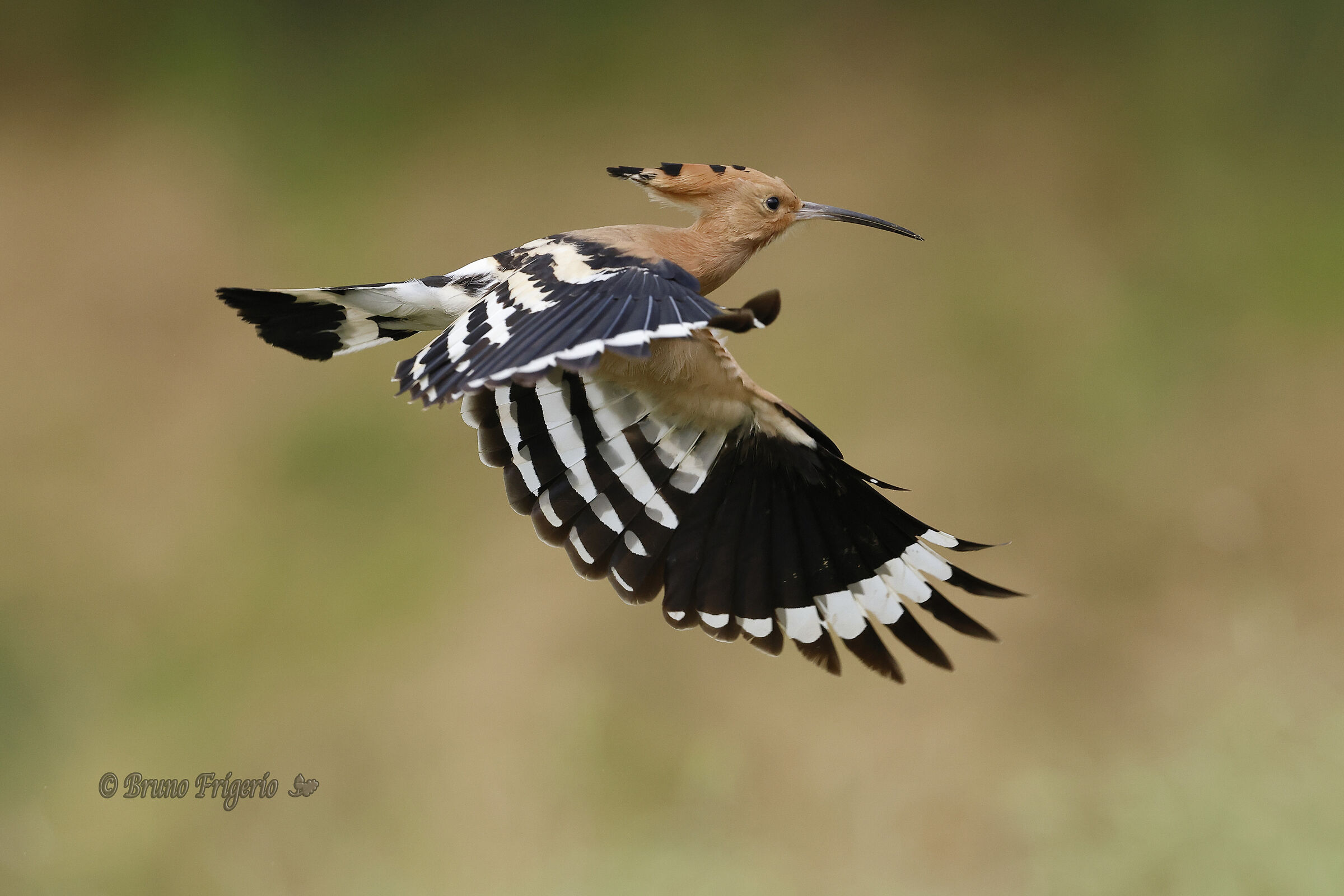 HOOPOE