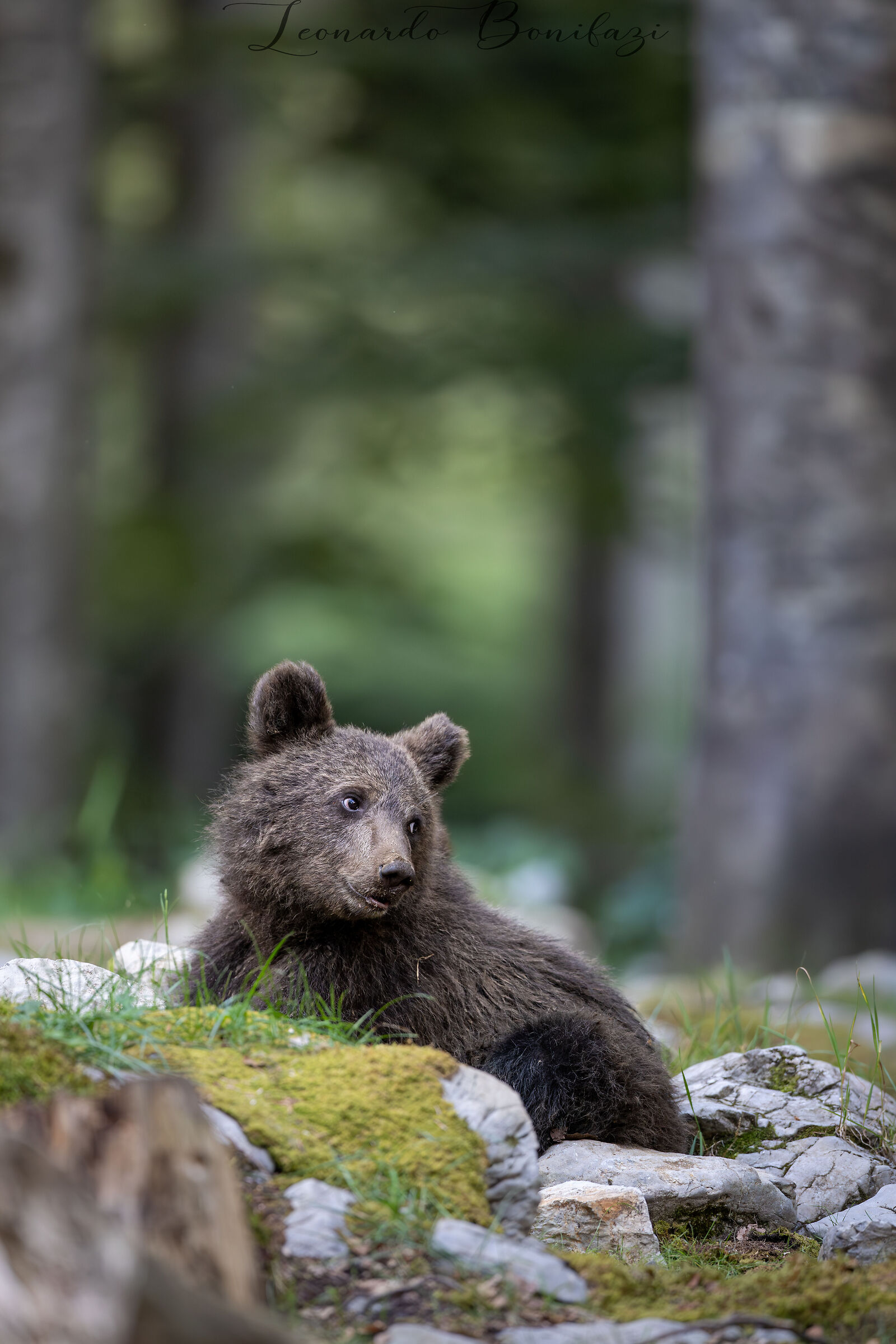 Cuteness