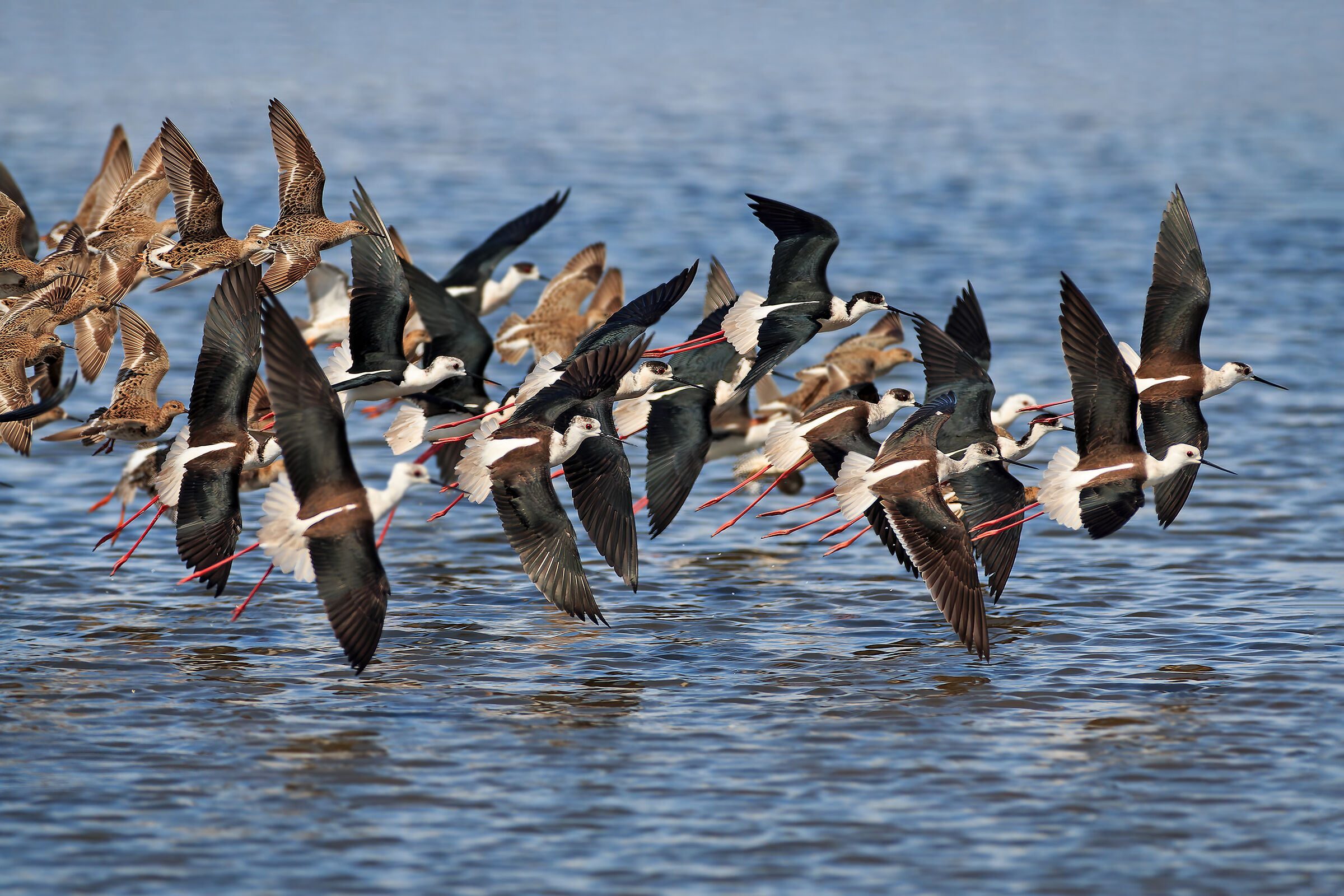 The migration of the Knights of Italy and the combatants