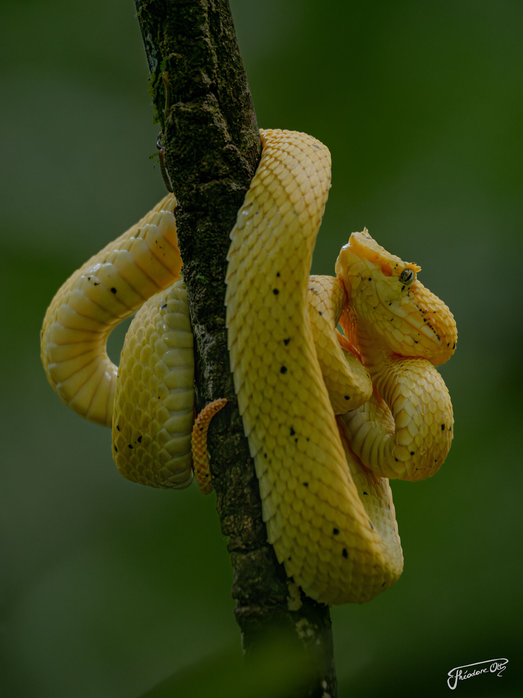 Bothriechis nigroadspersus