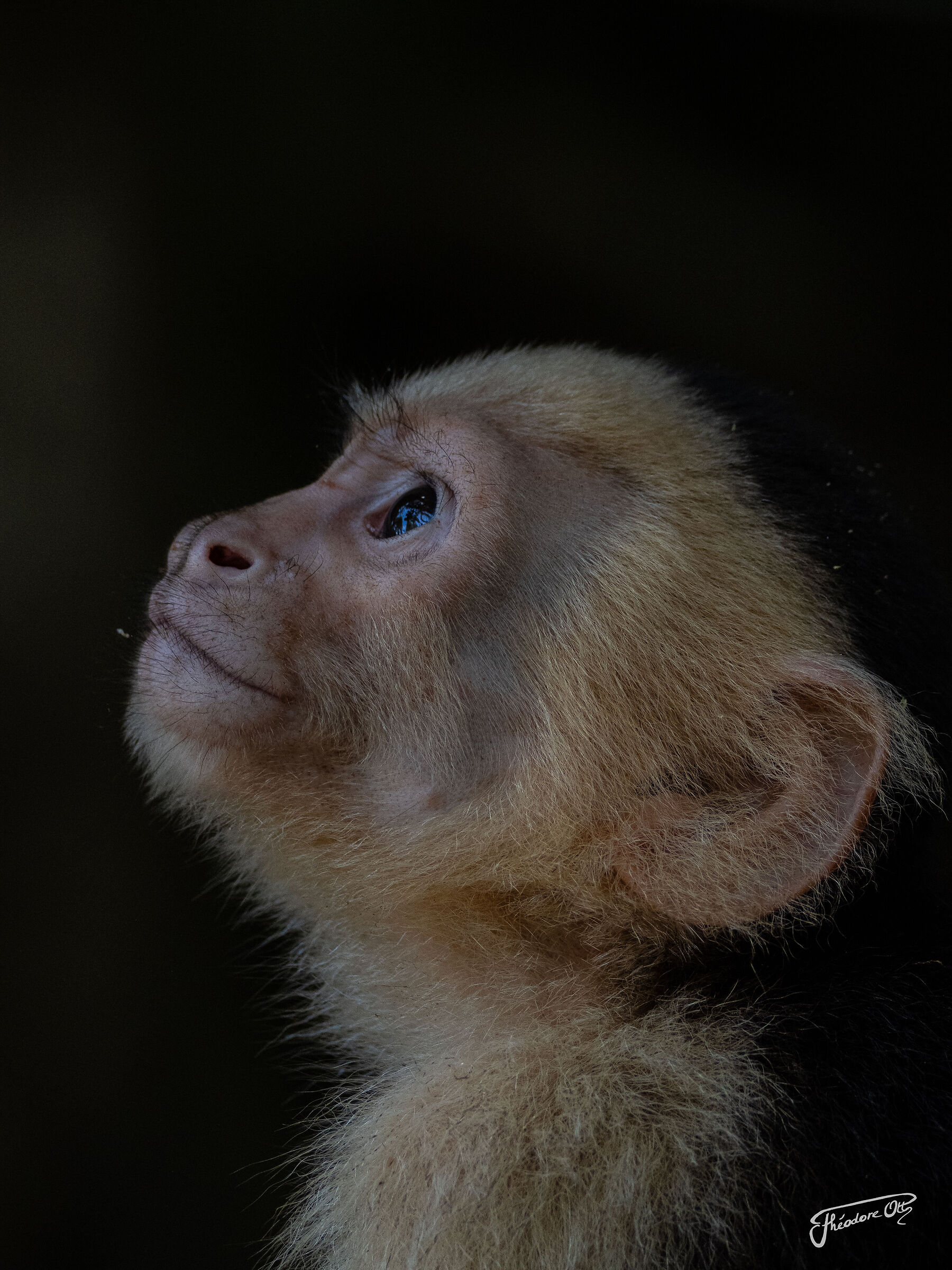 Singe capucin à face blanche du Panama
