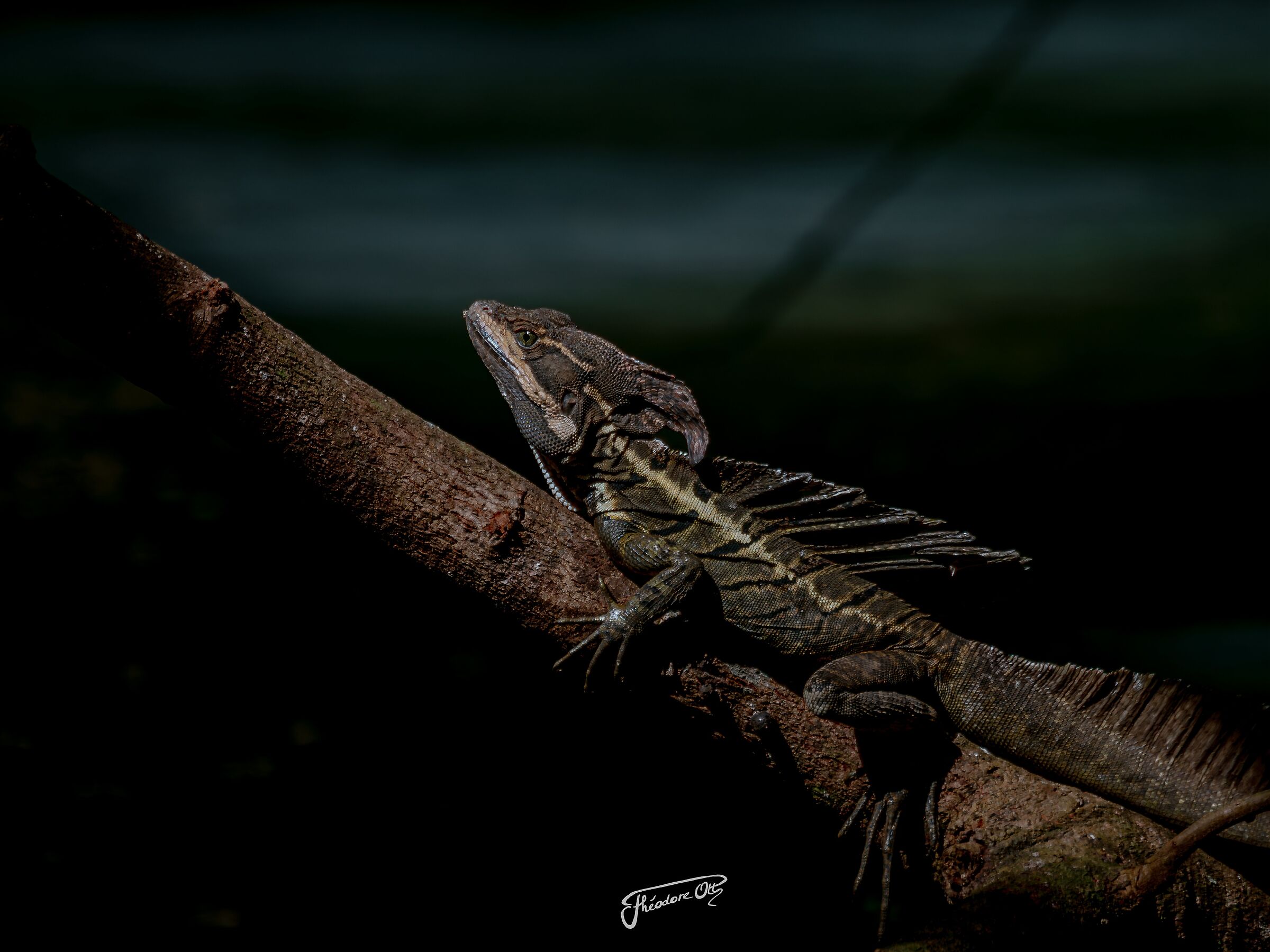 Basiliscus basiliscus