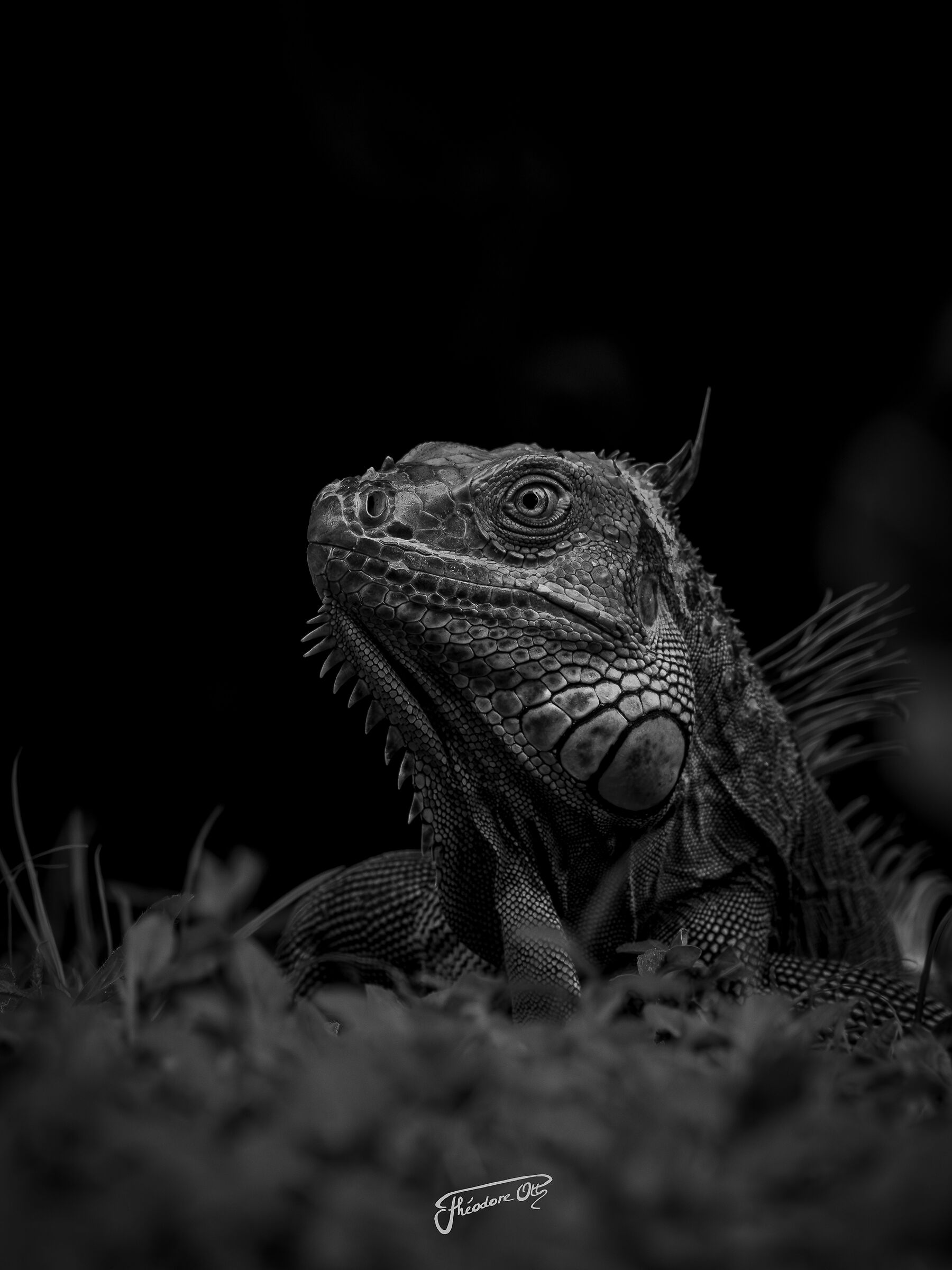 Iguana iguana