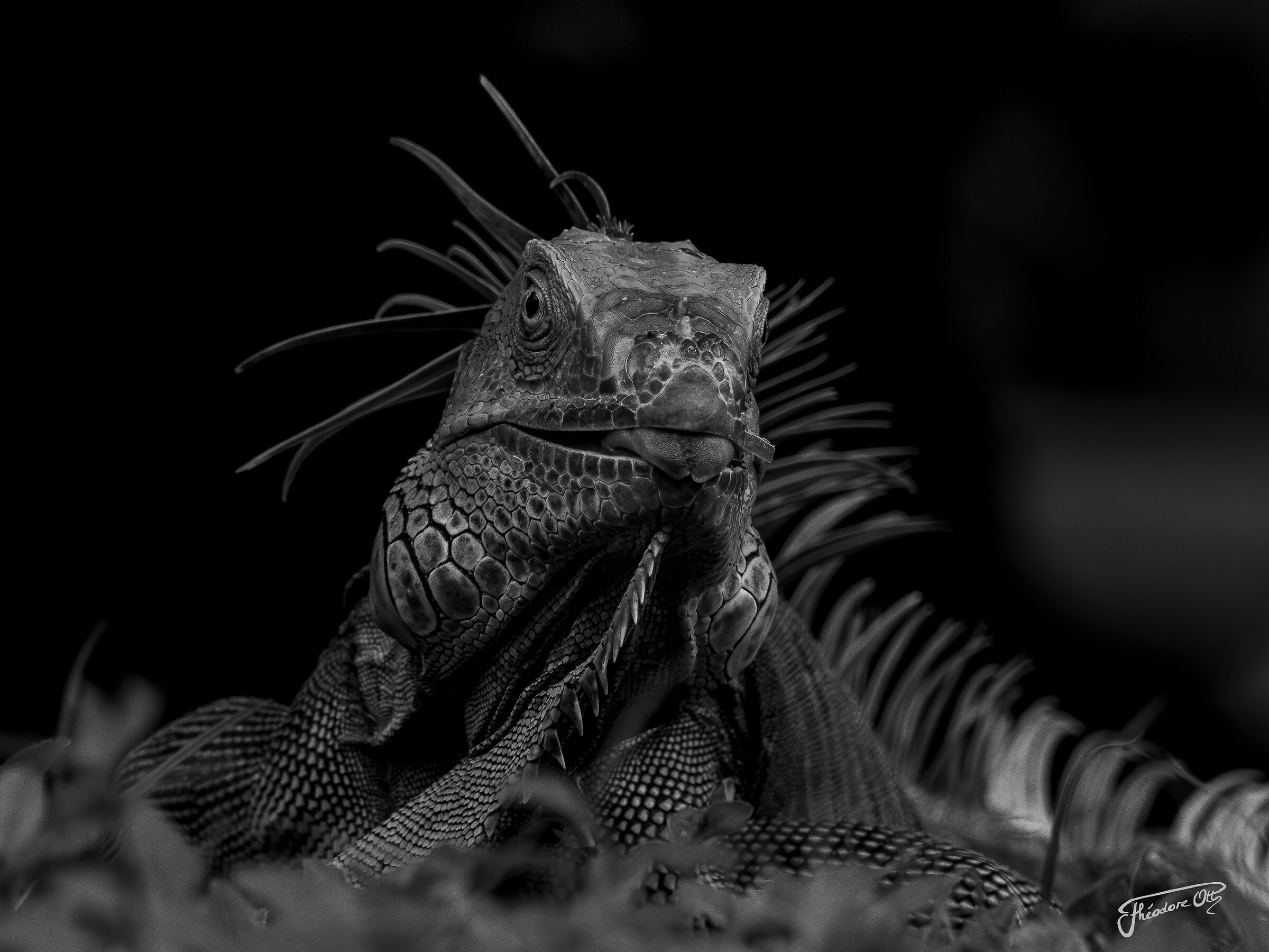 Iguana iguana