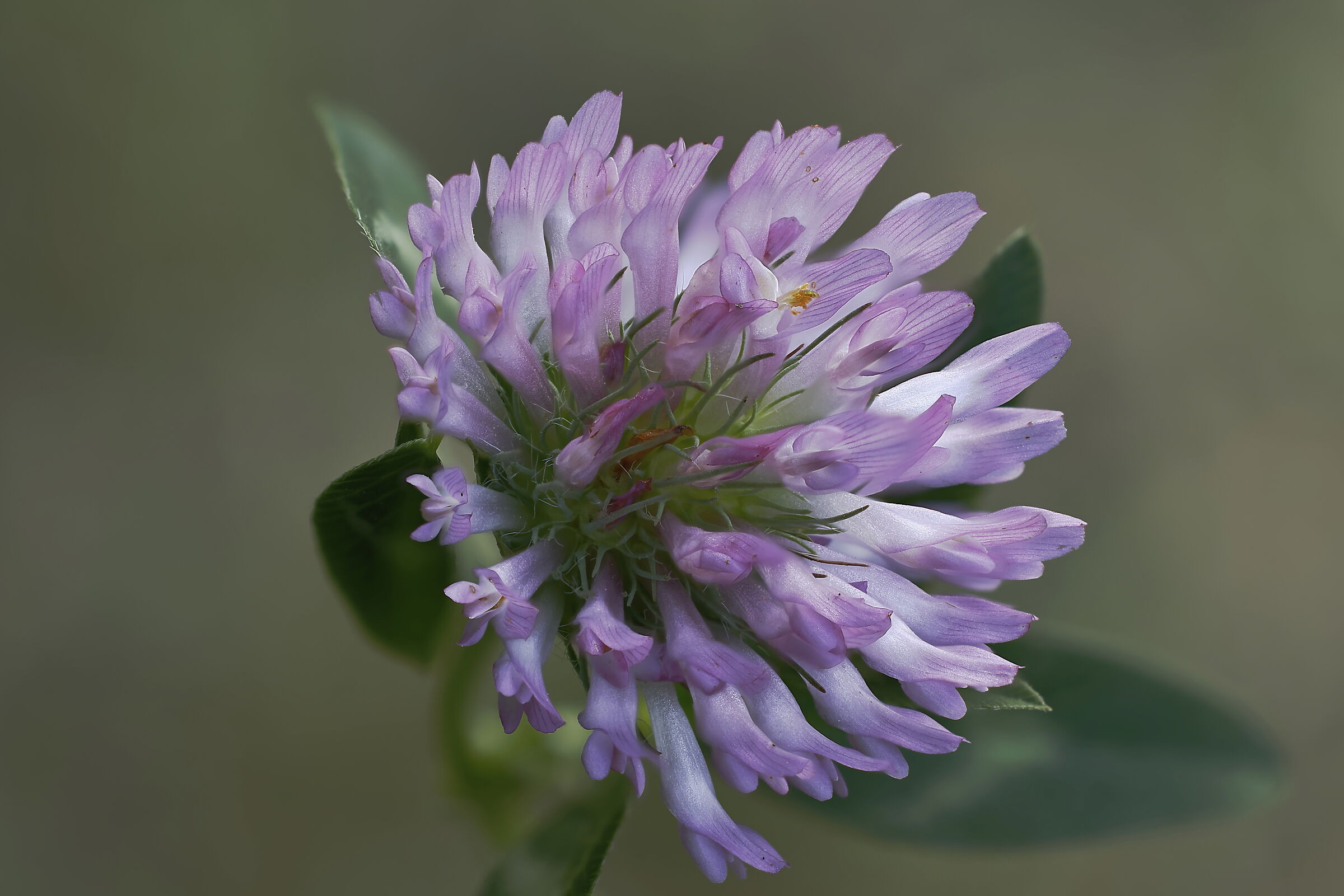 It should be pratense clover