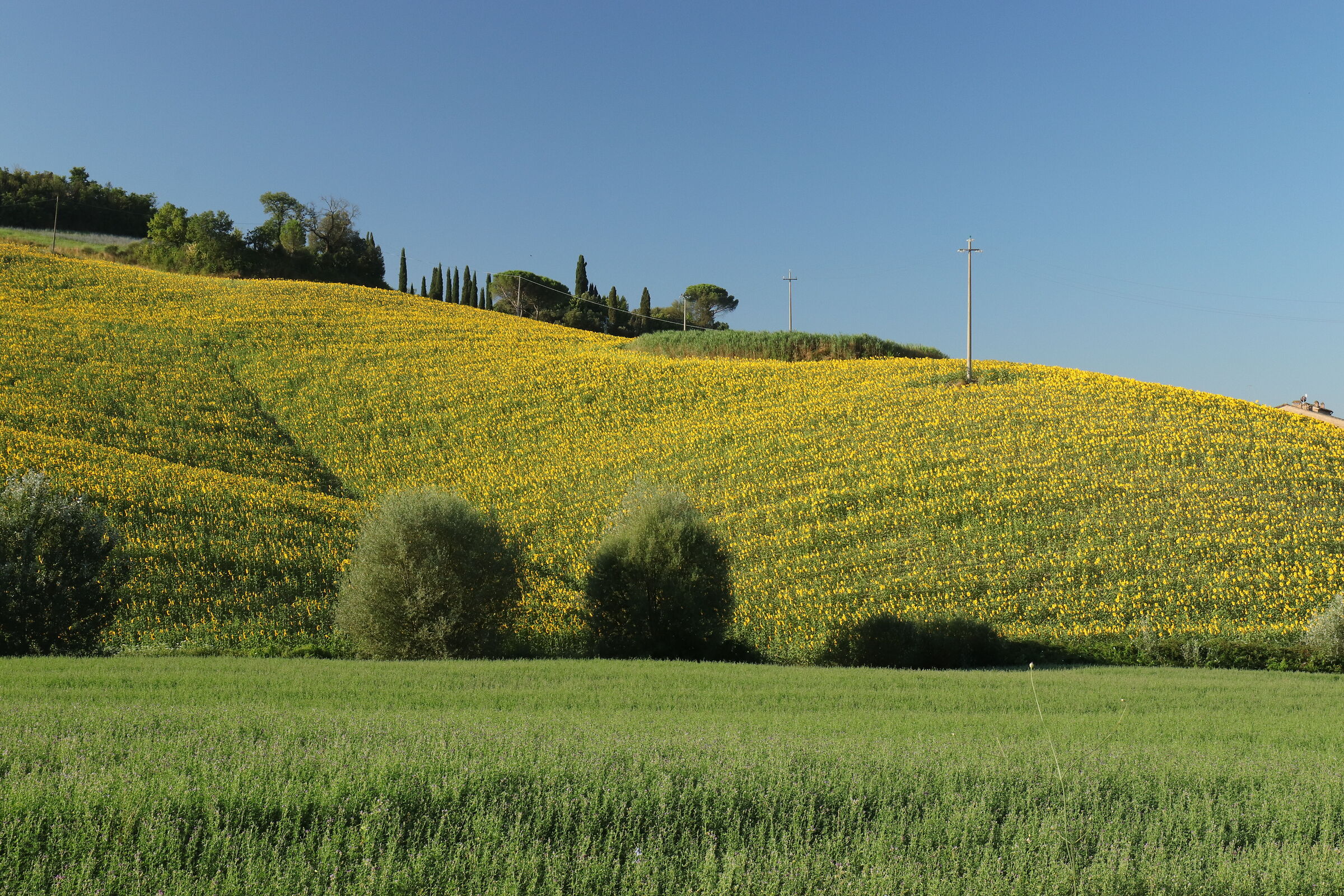 Hills in the Siena area