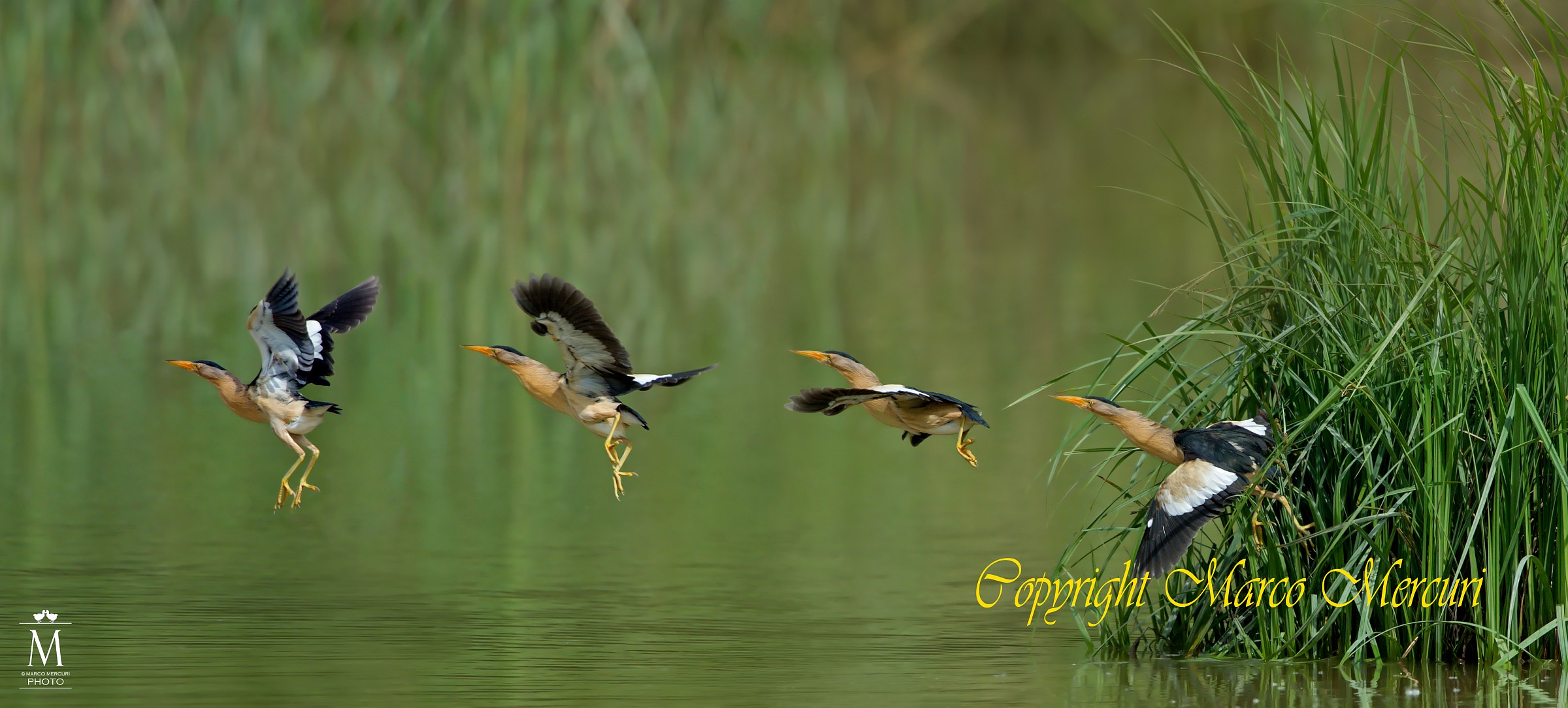 Il Volo del Tarabusino