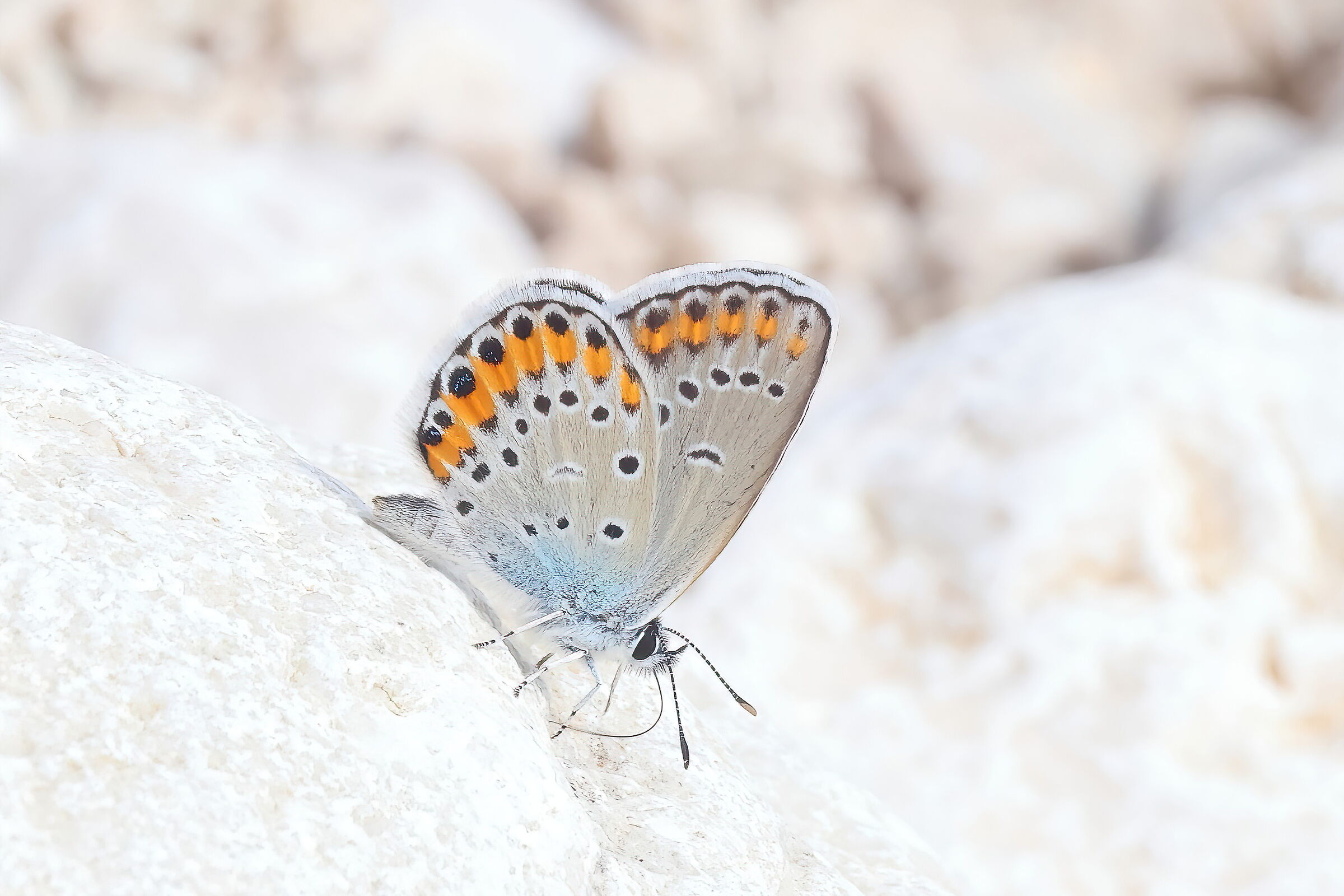 Plebeius argyrognomon