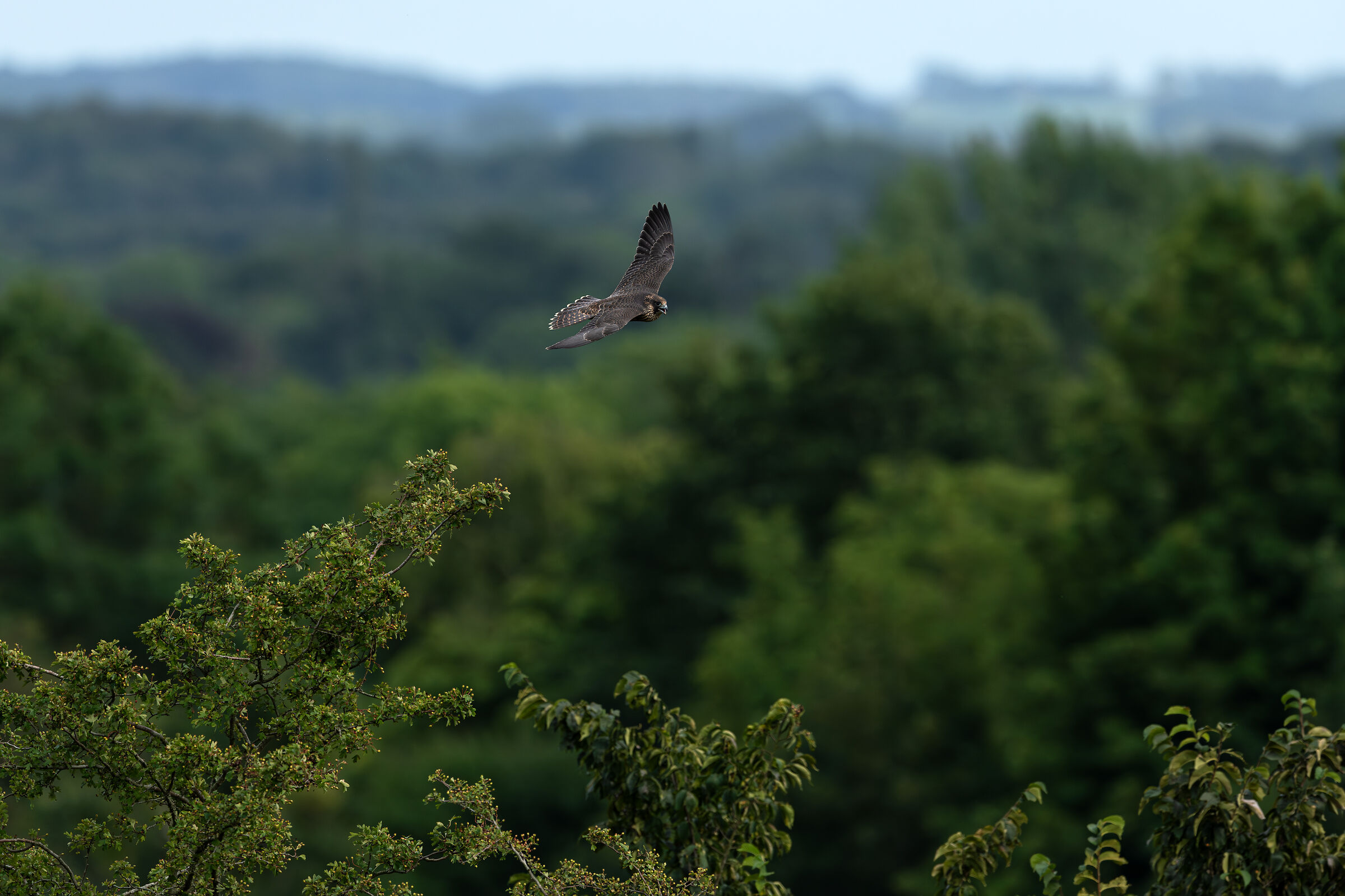 Giovane falco pellegrino che sorvola l'habitat