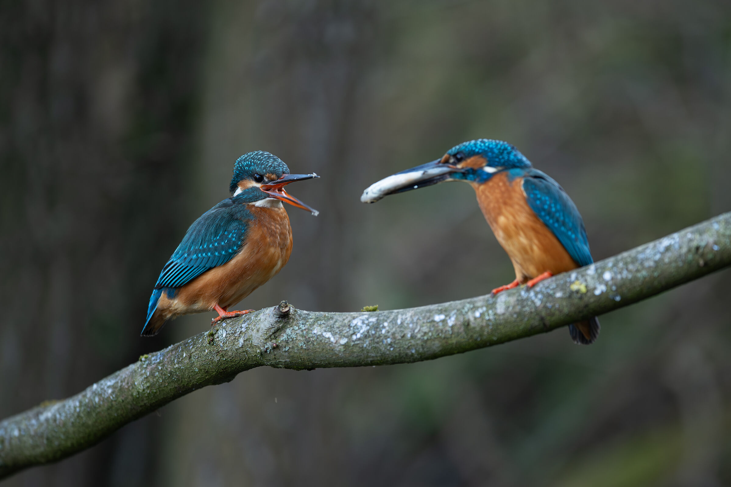 Coppia riproduttiva di martin pescatore