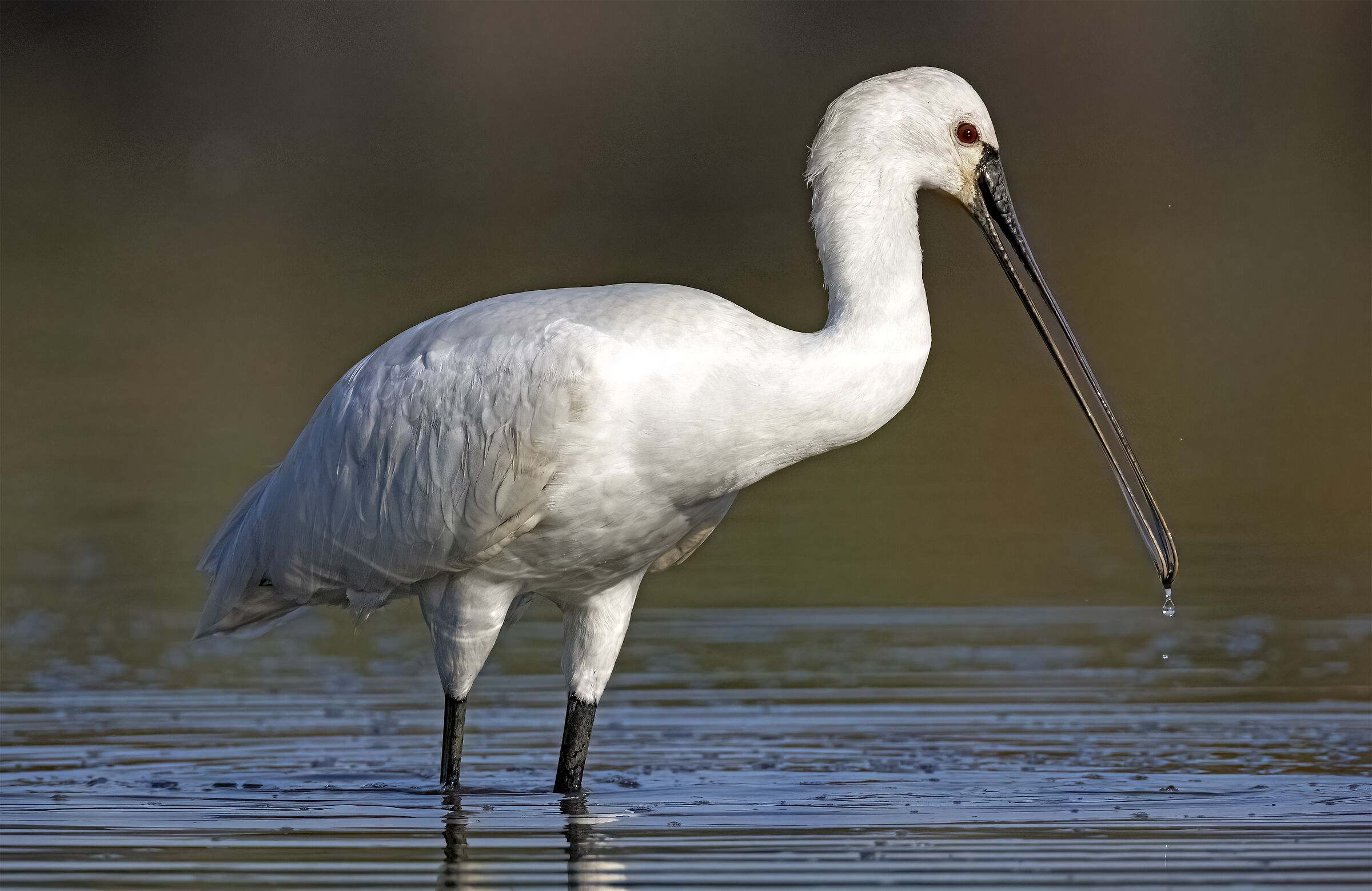 Spatola con la goccia