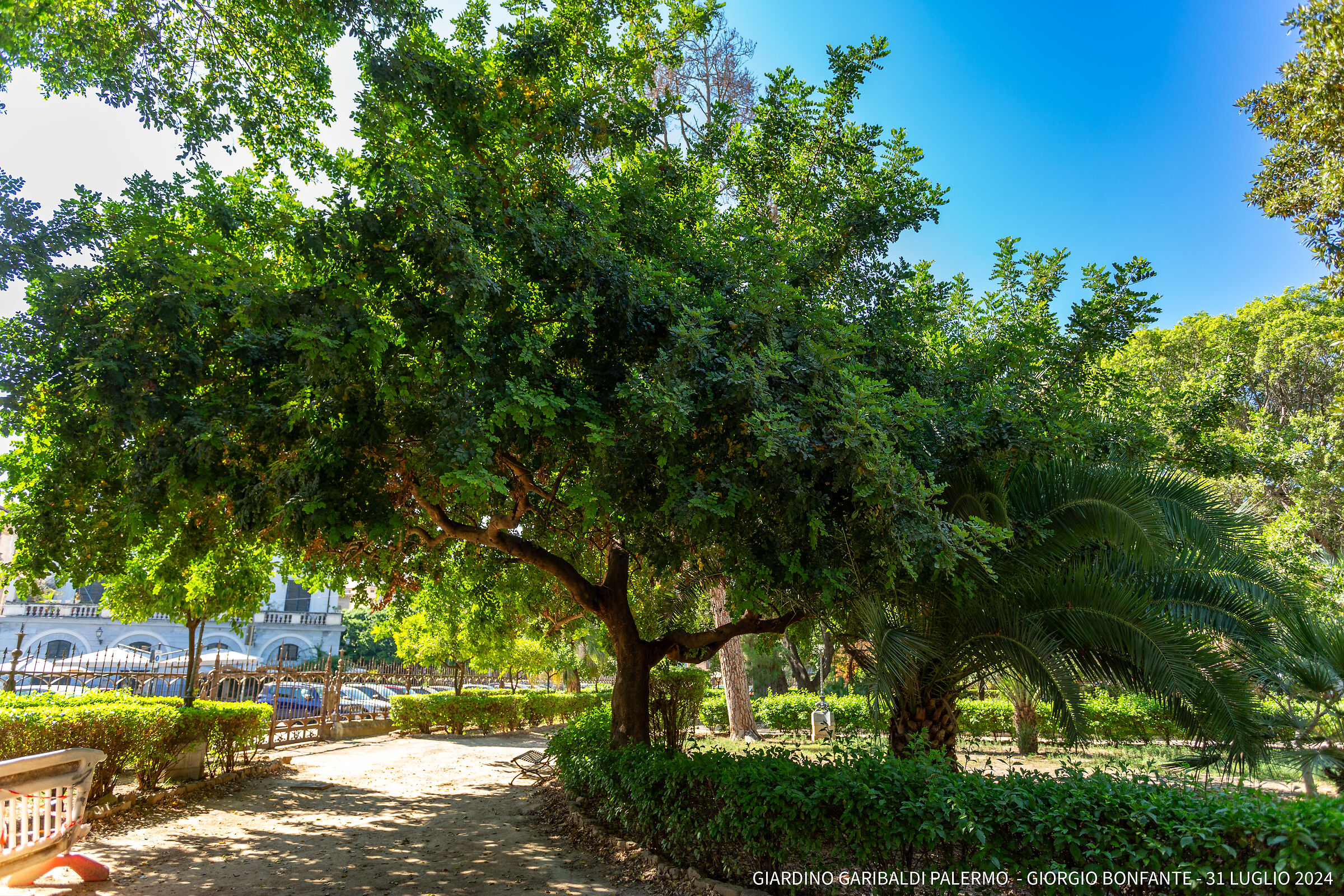 giardino garibaldi palermo sicilia - 31 luglio