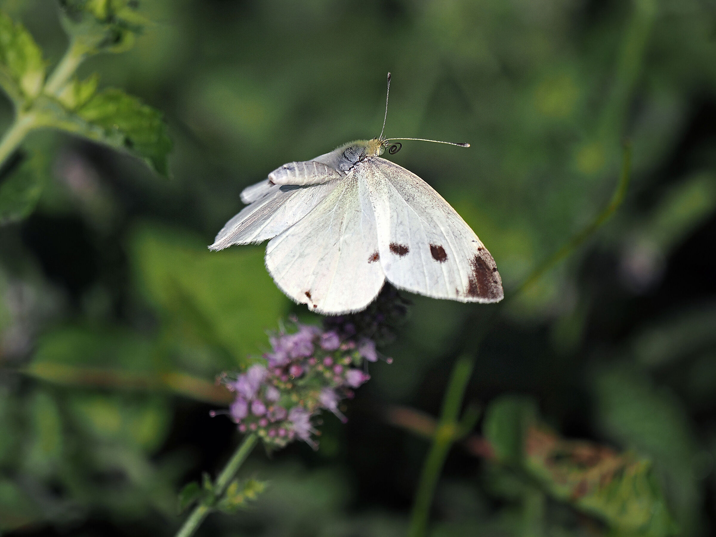 Il volo della cavolaia