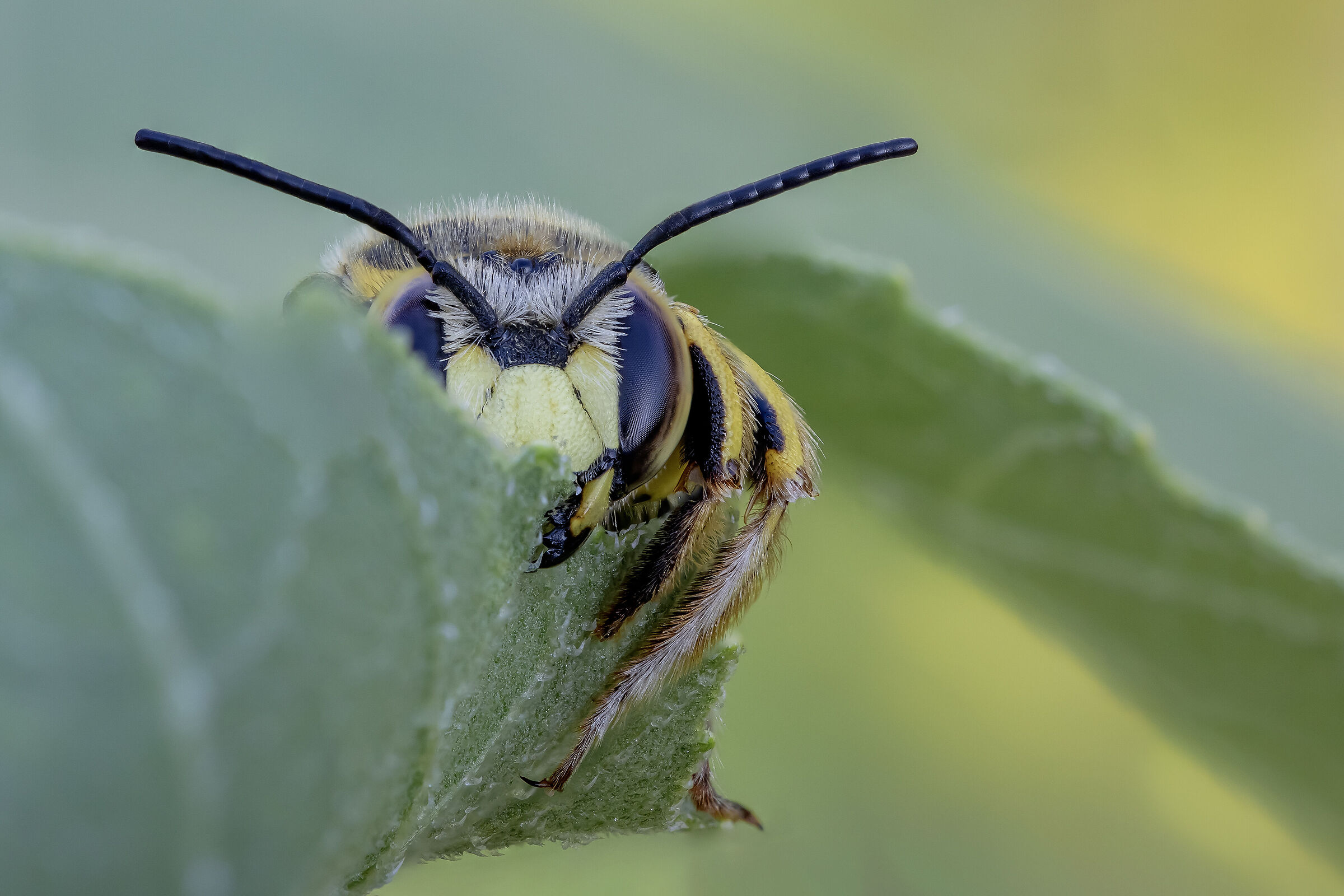 Shall we play hide and seek? Bee