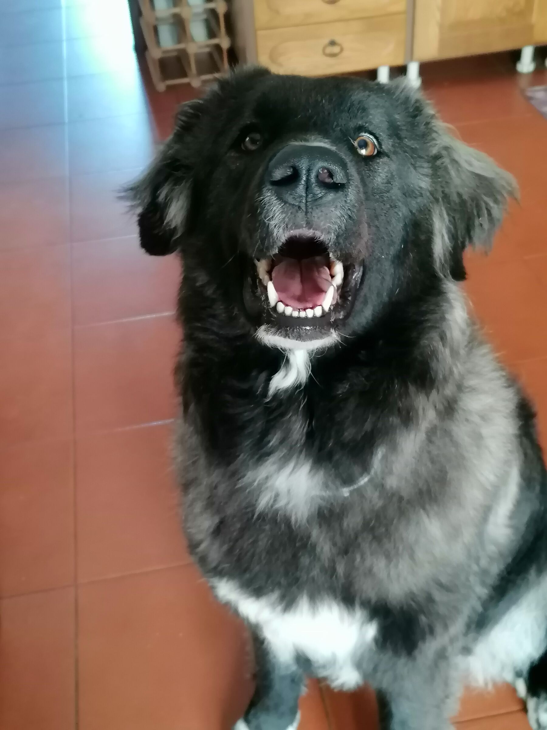 me lo dai il biscotto?