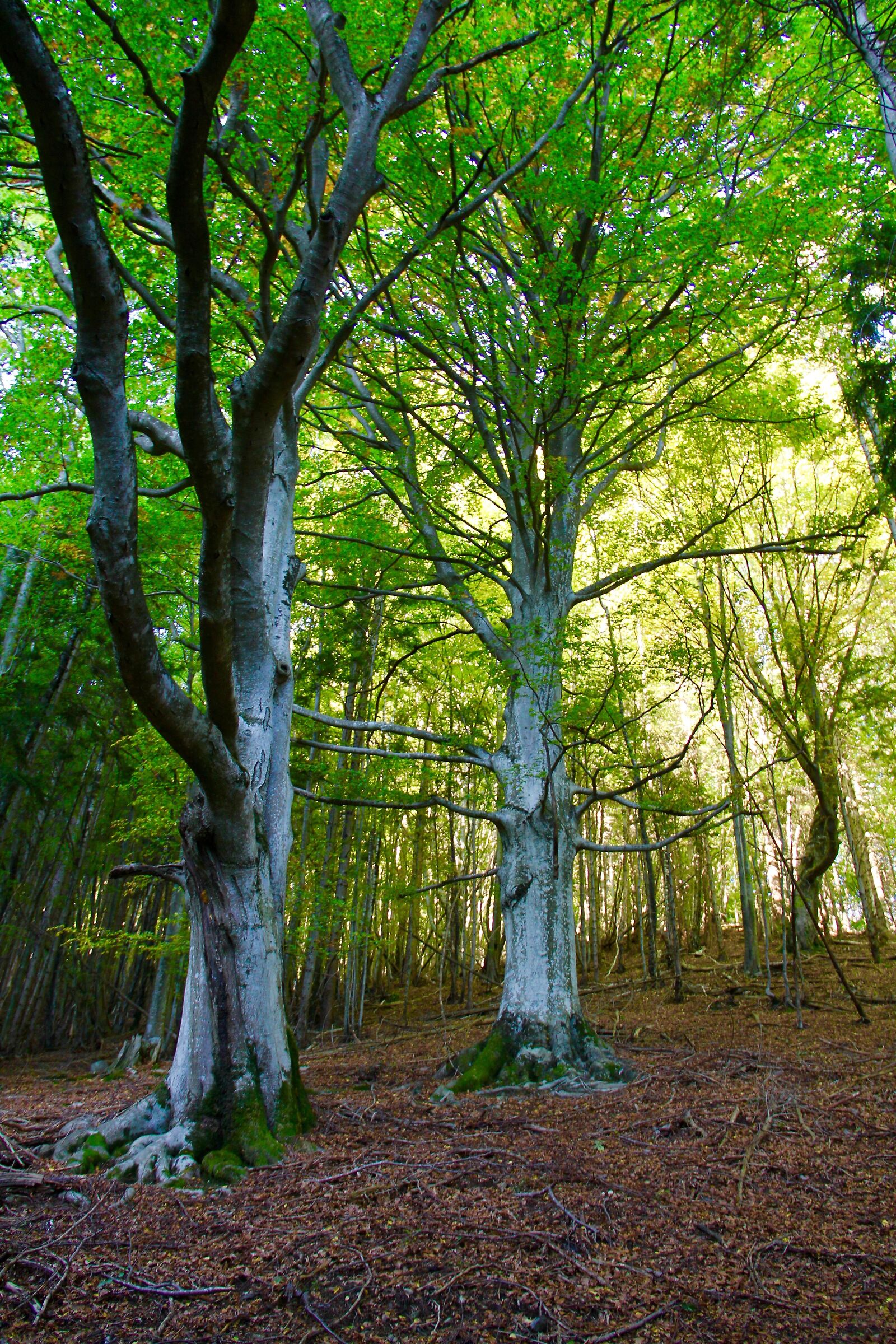 Monte di Montoi, beech forest n (CH)