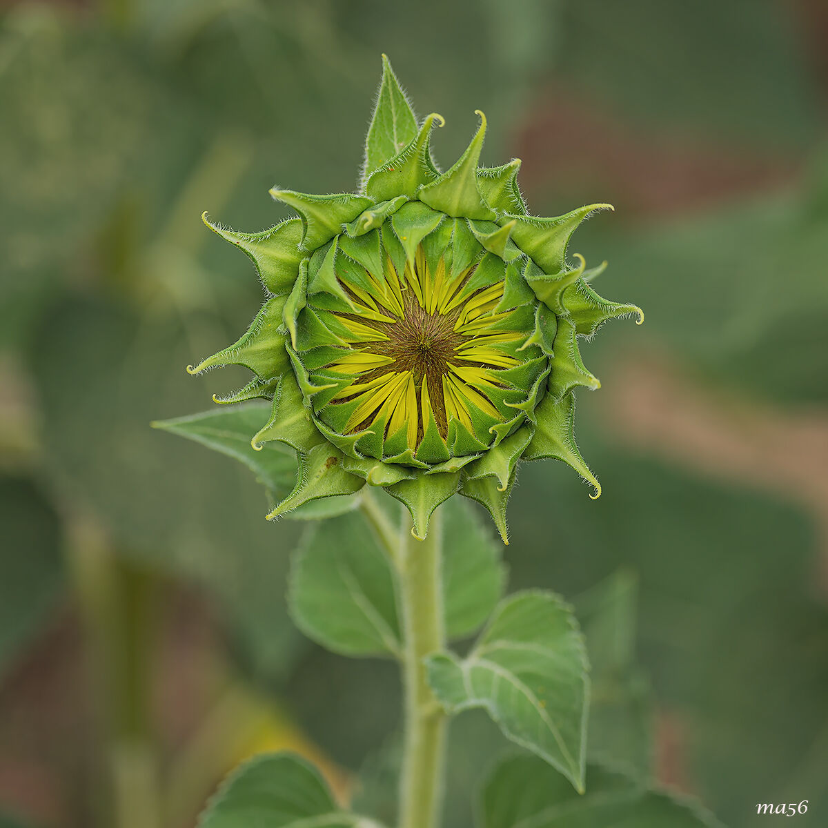 ... sarò girasole...