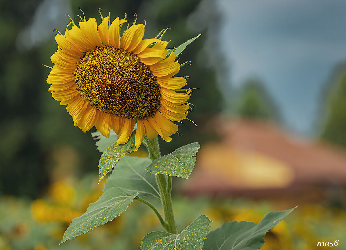 girasole