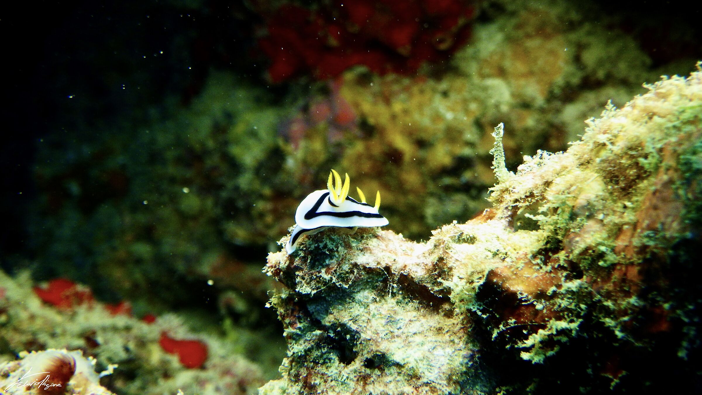 the small in the big - Chromodoris lochi
