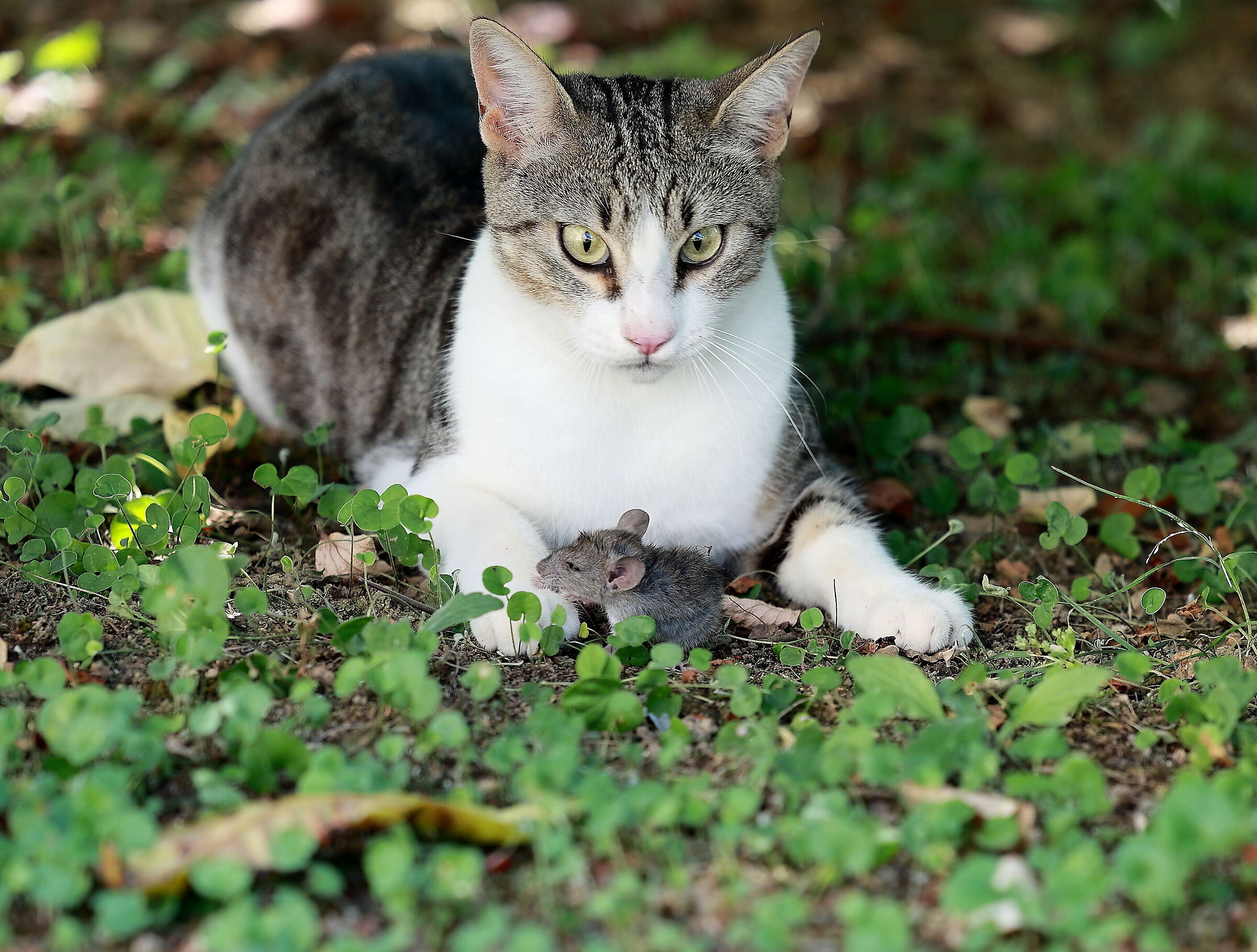 tom e jerry