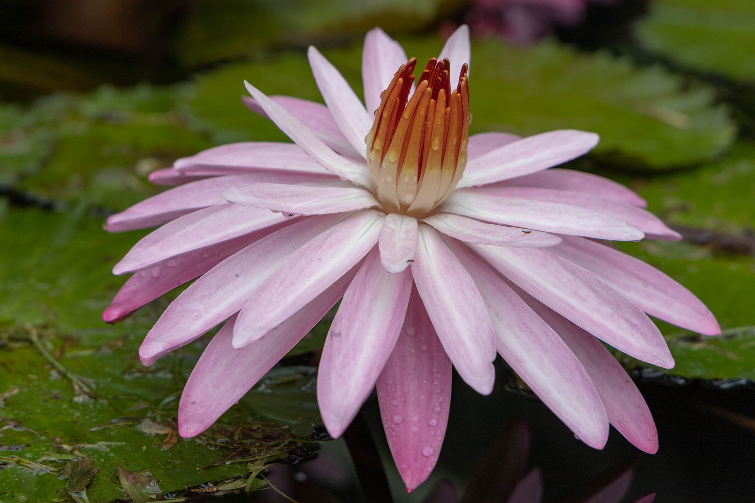 Ninphaea Pubescens