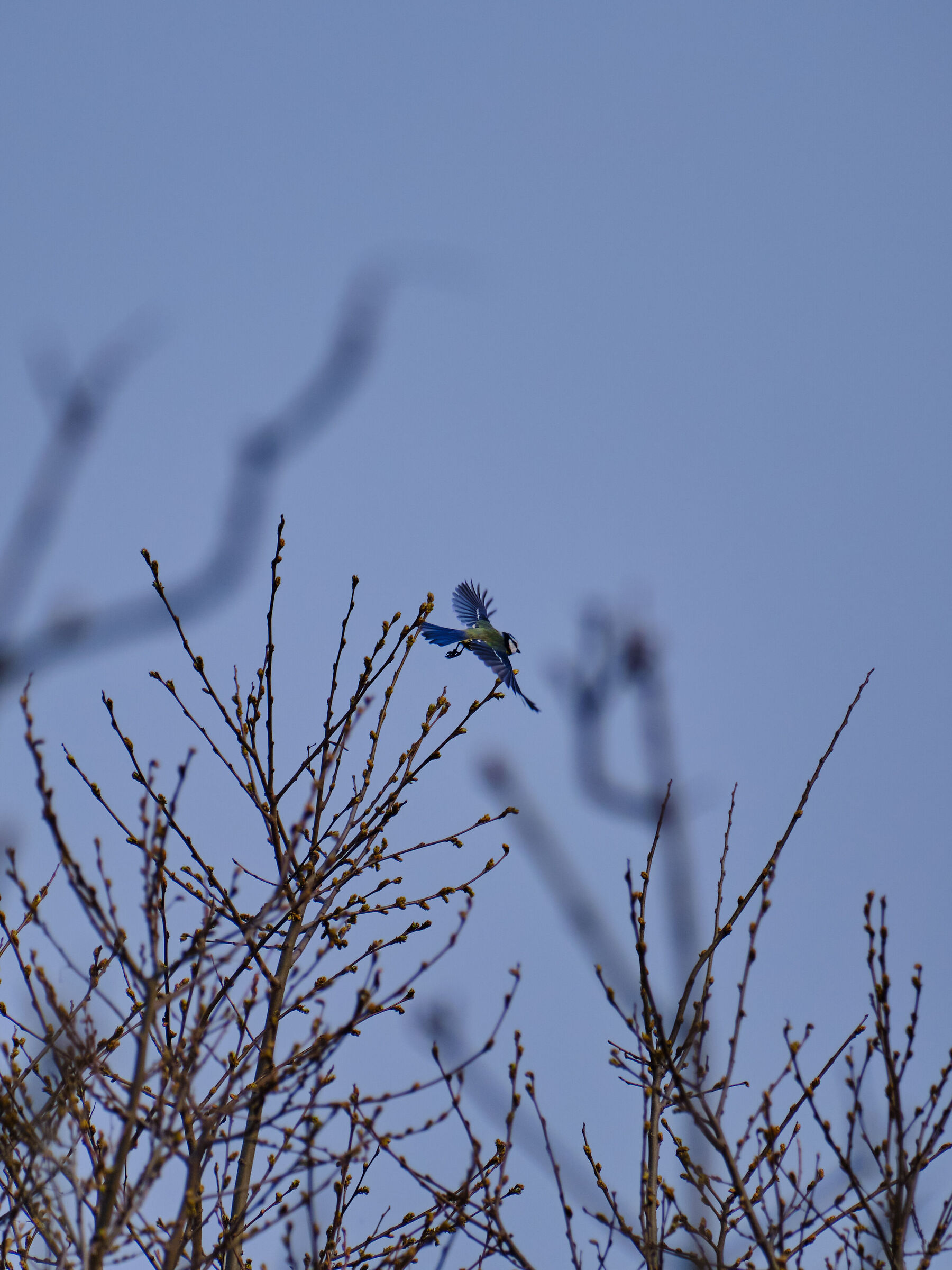 Cyanistes caeruleus