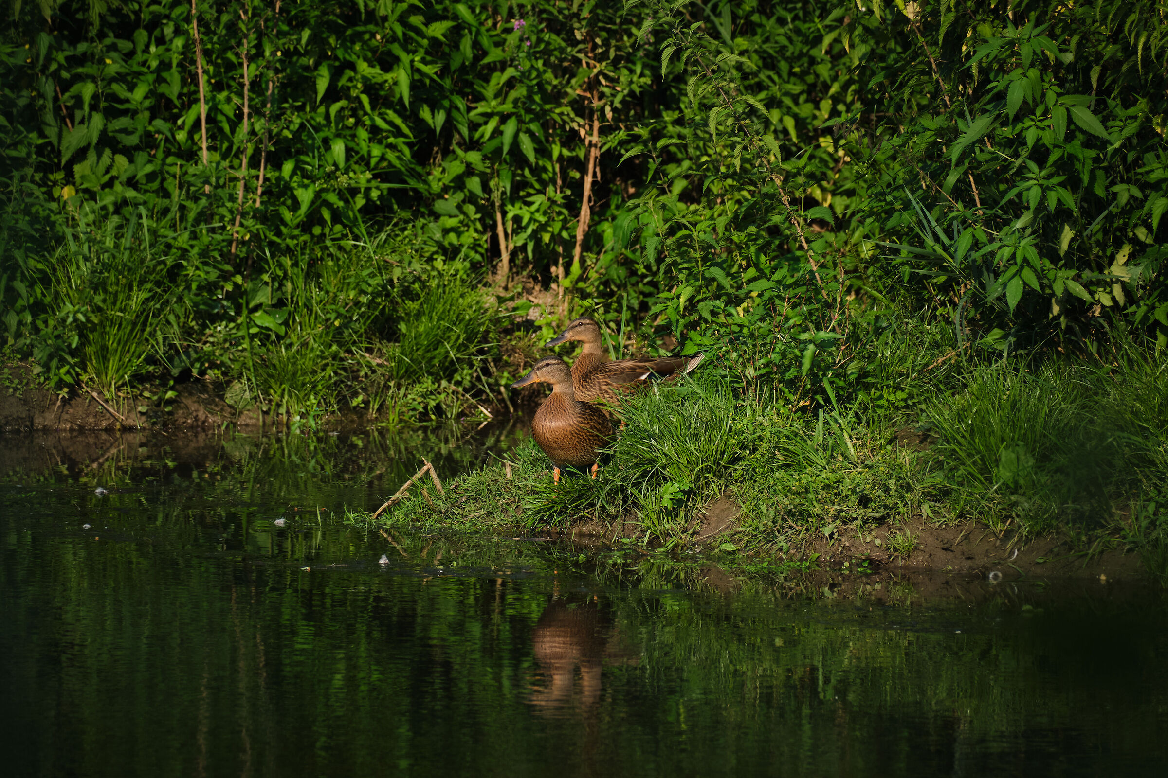 Anas platyrhynchos