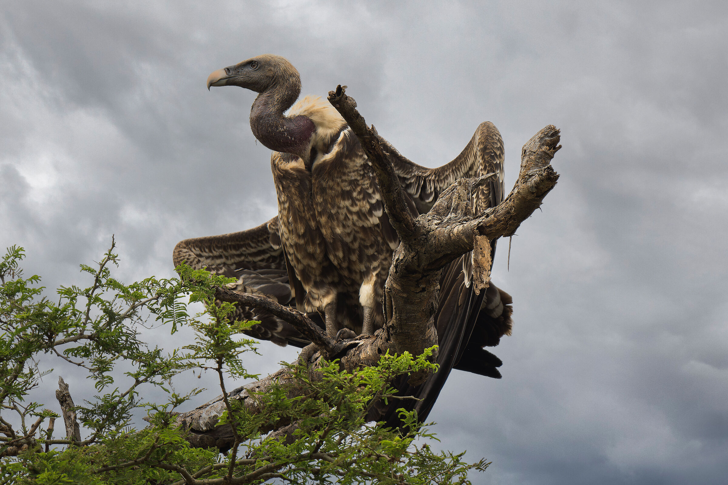 Murchison Falls National Park