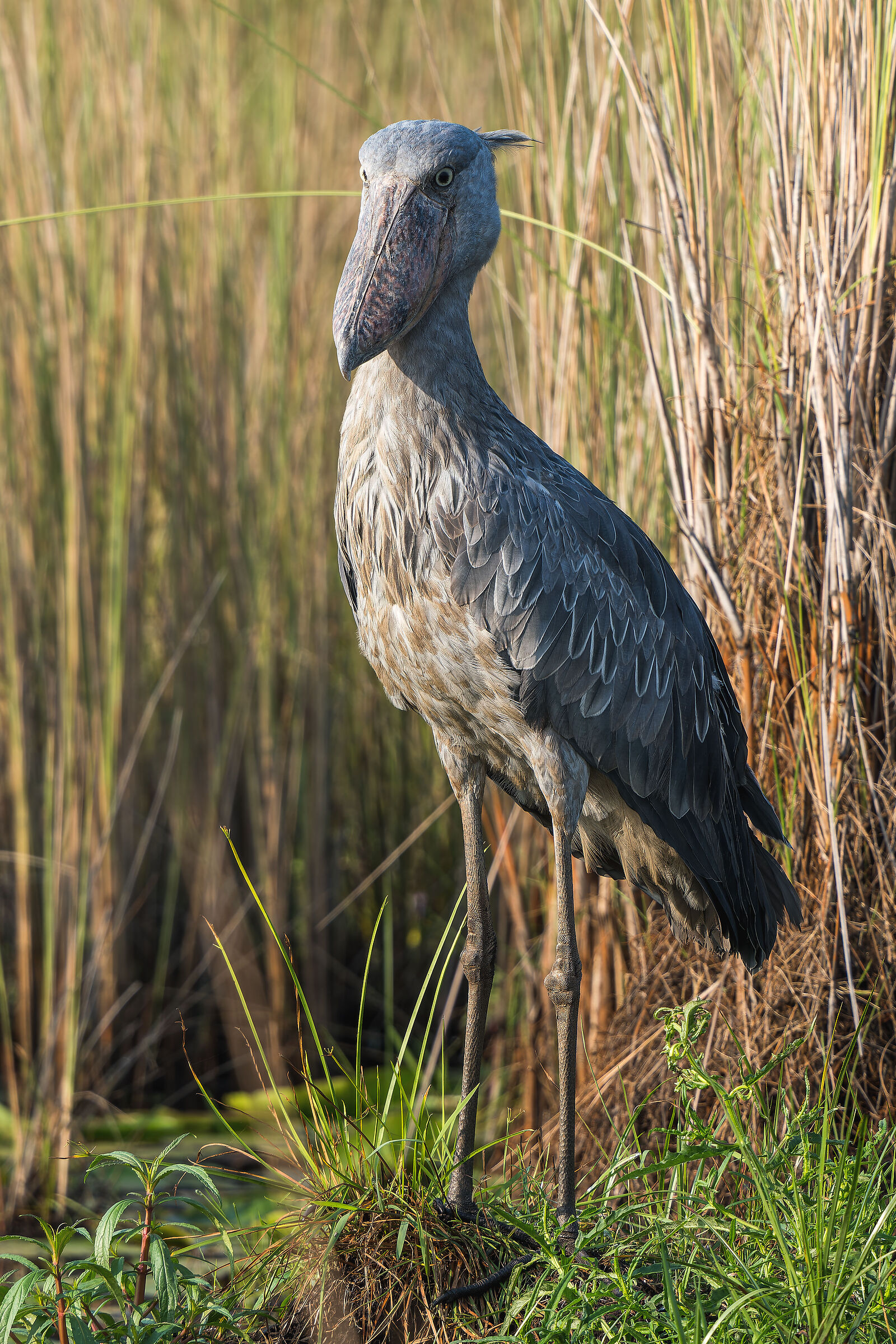 Mabamba Swamp