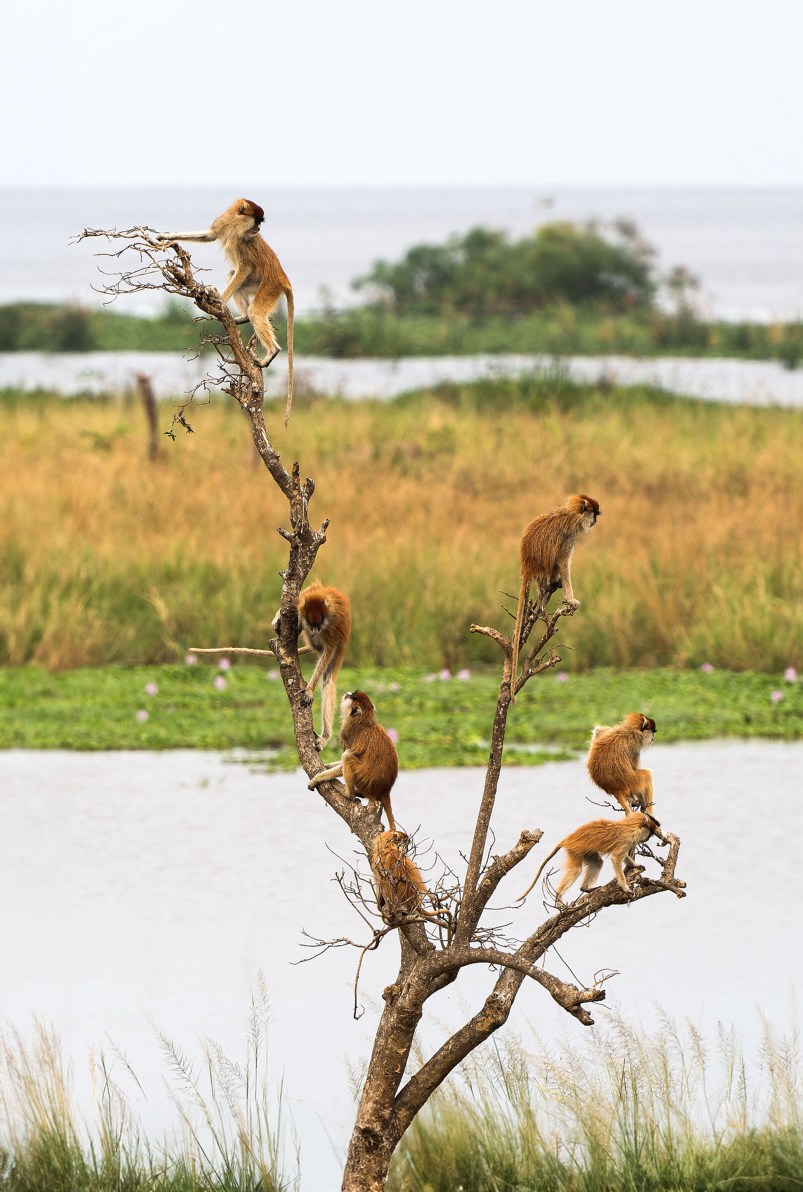 Murchison Falls National Park