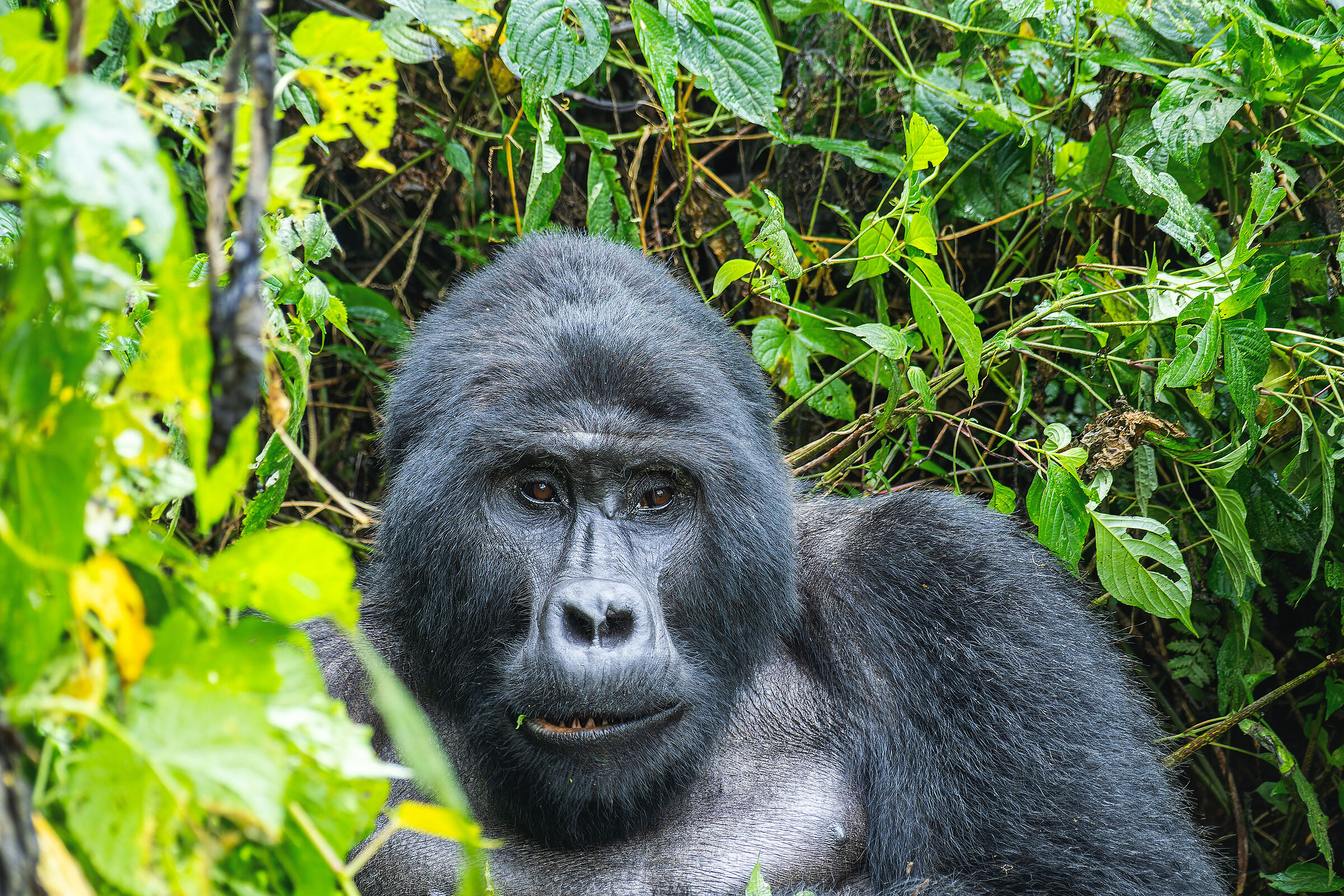 Bwindi Impenetrable Forest