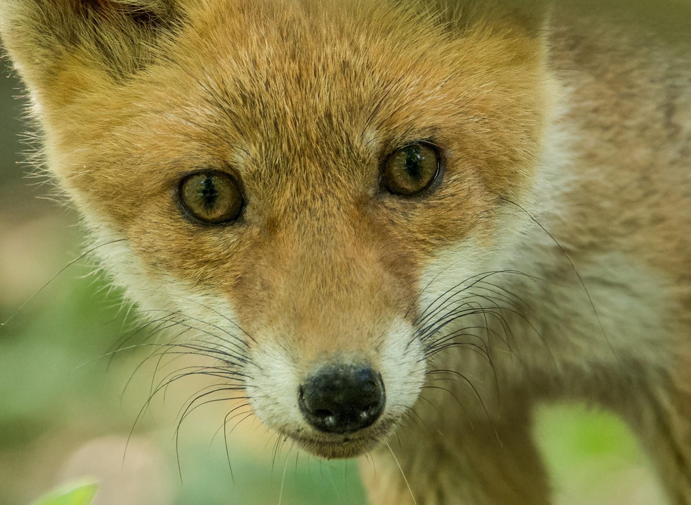 Young fox suspicious ...