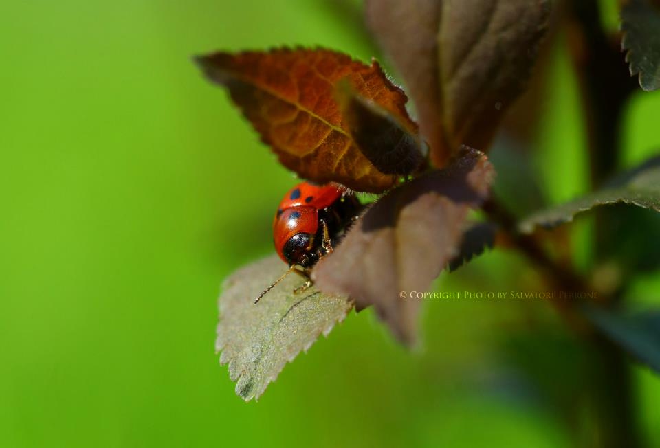 ladybug