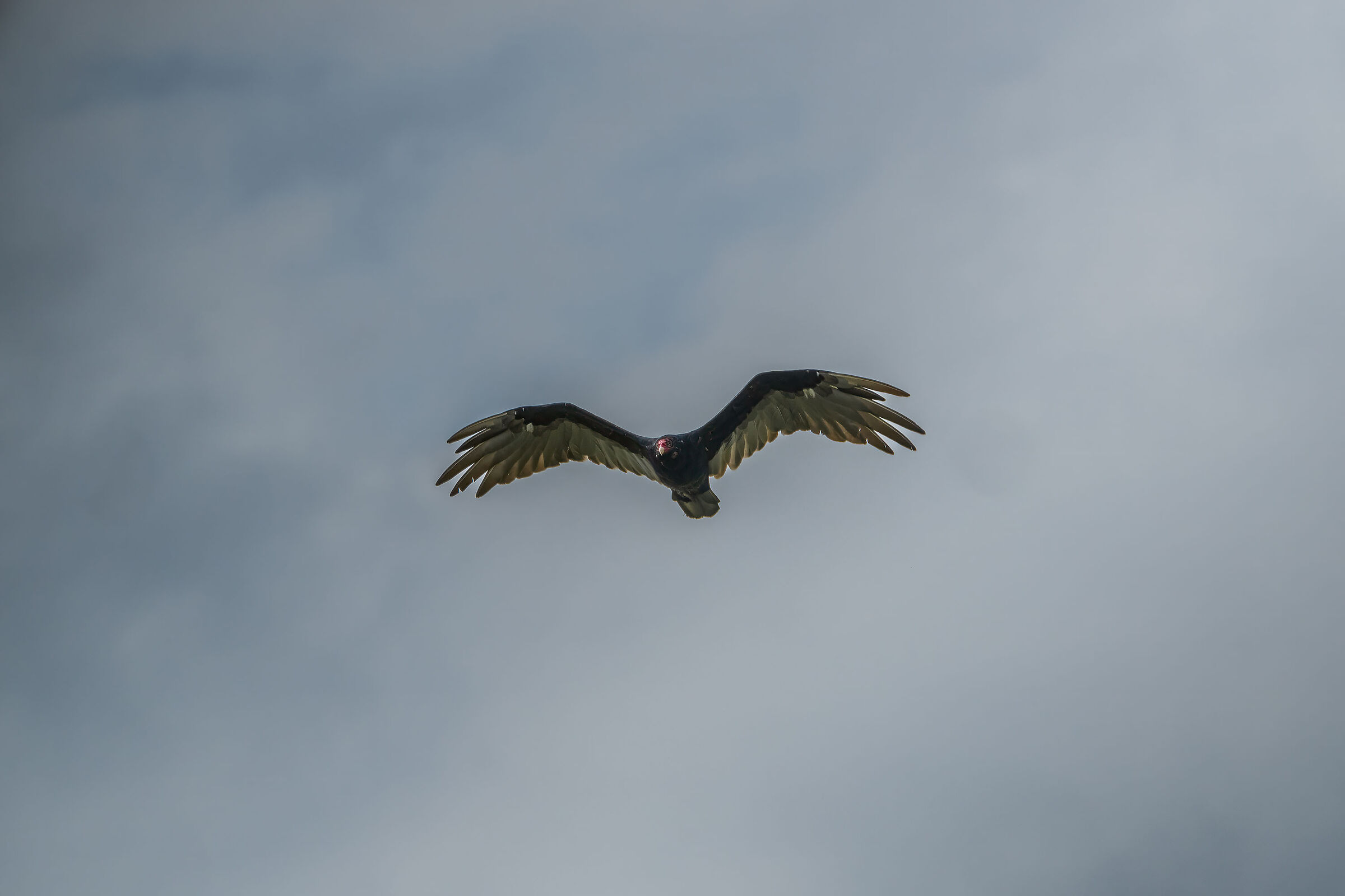 Red-necked vulture