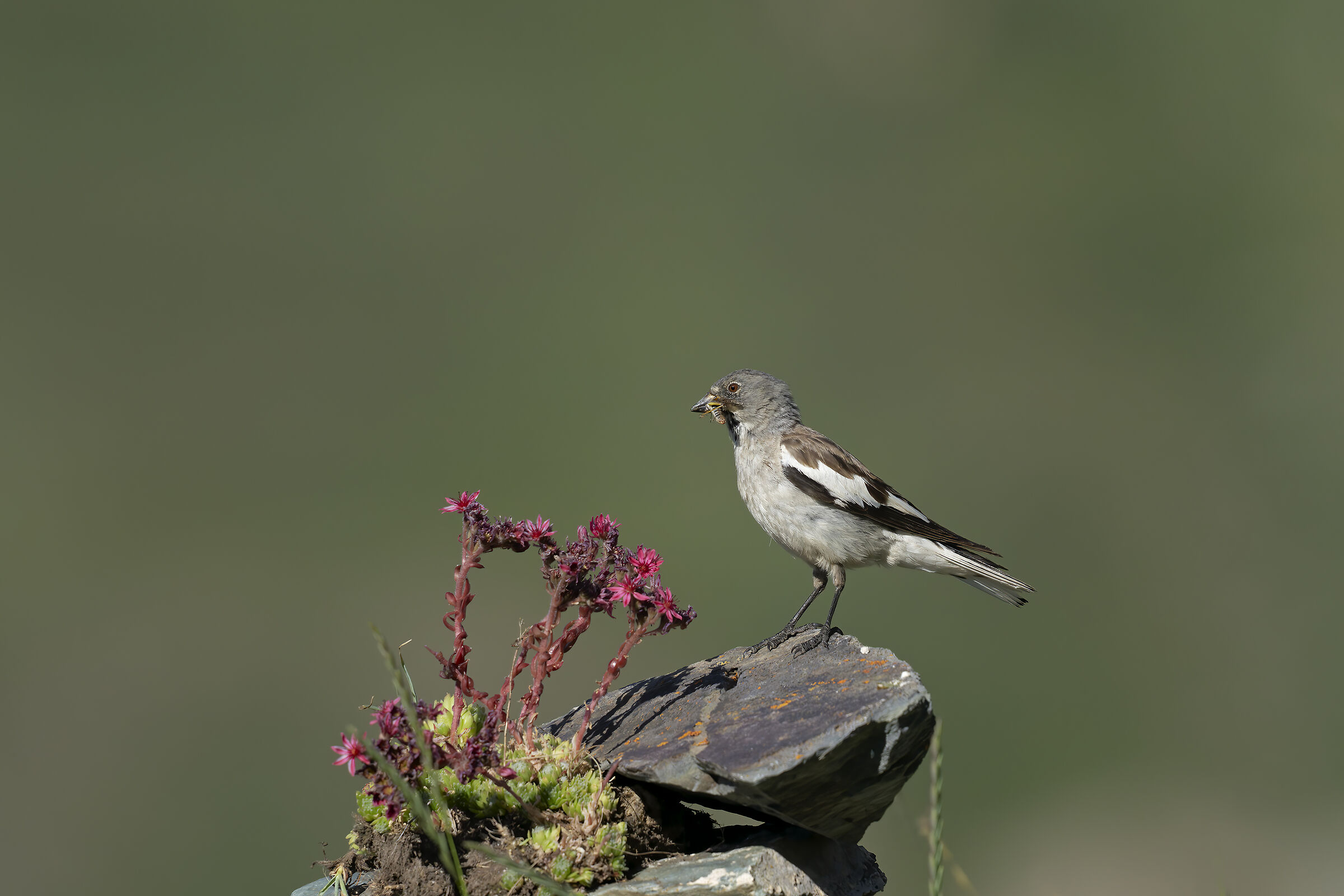 Alpine Finch