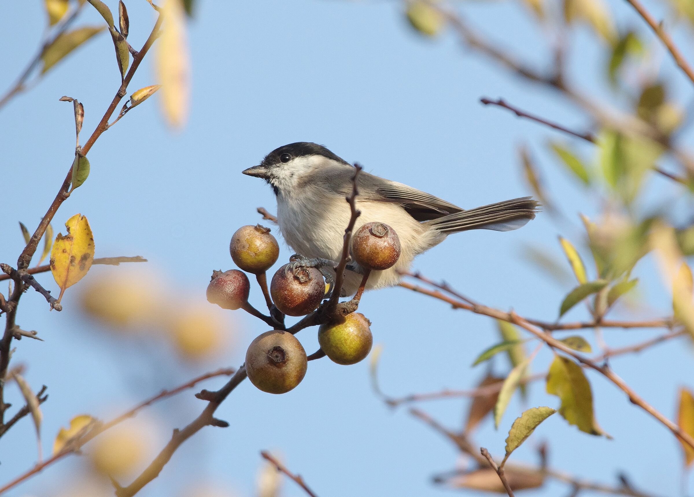 Blackcap