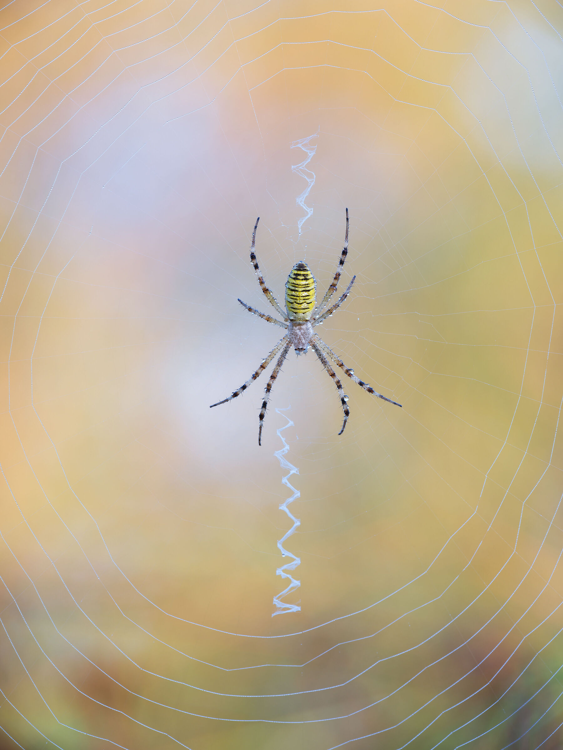 Argiope bruennichi