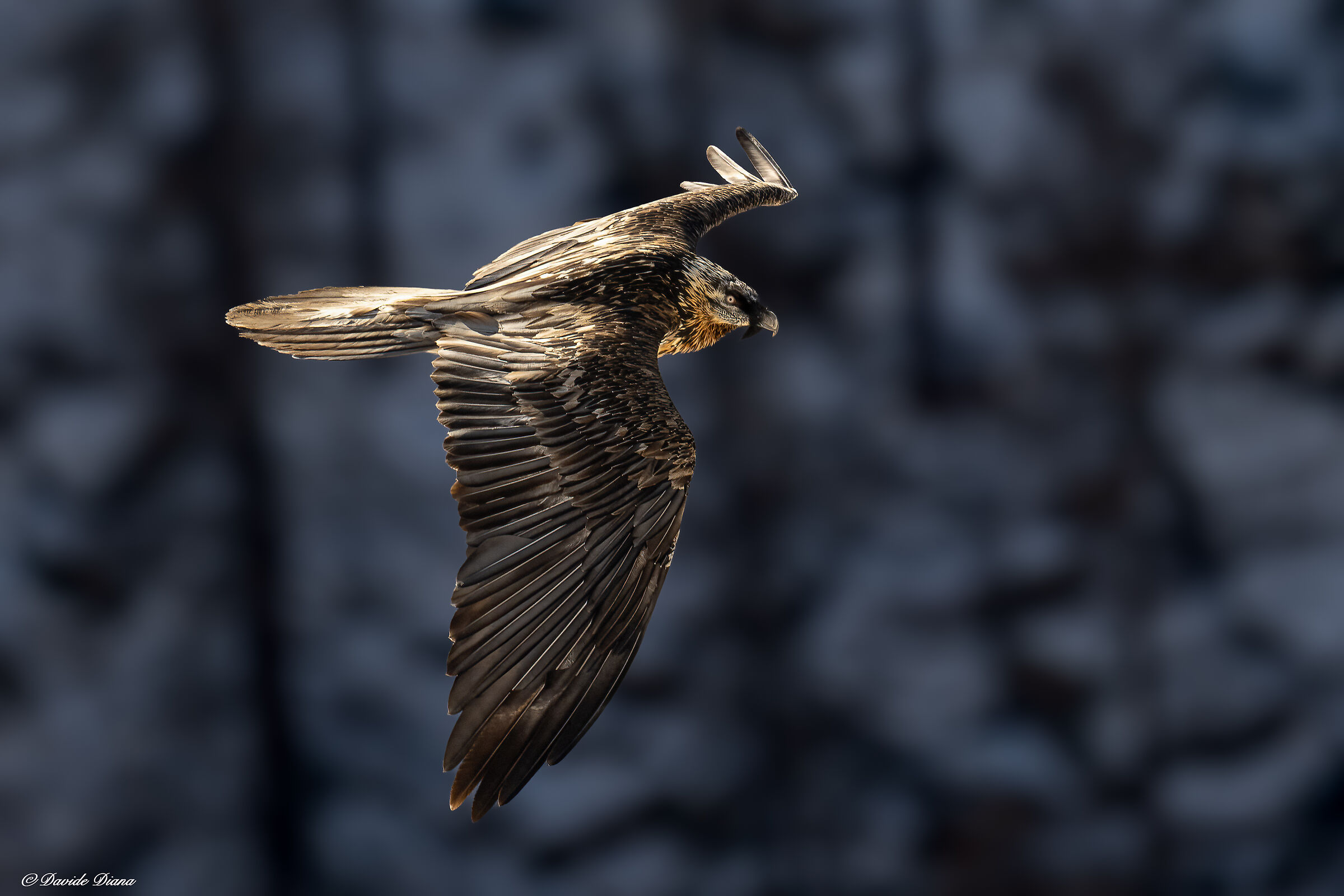 Gypaetus barbatus - Gran Paradiso National Park