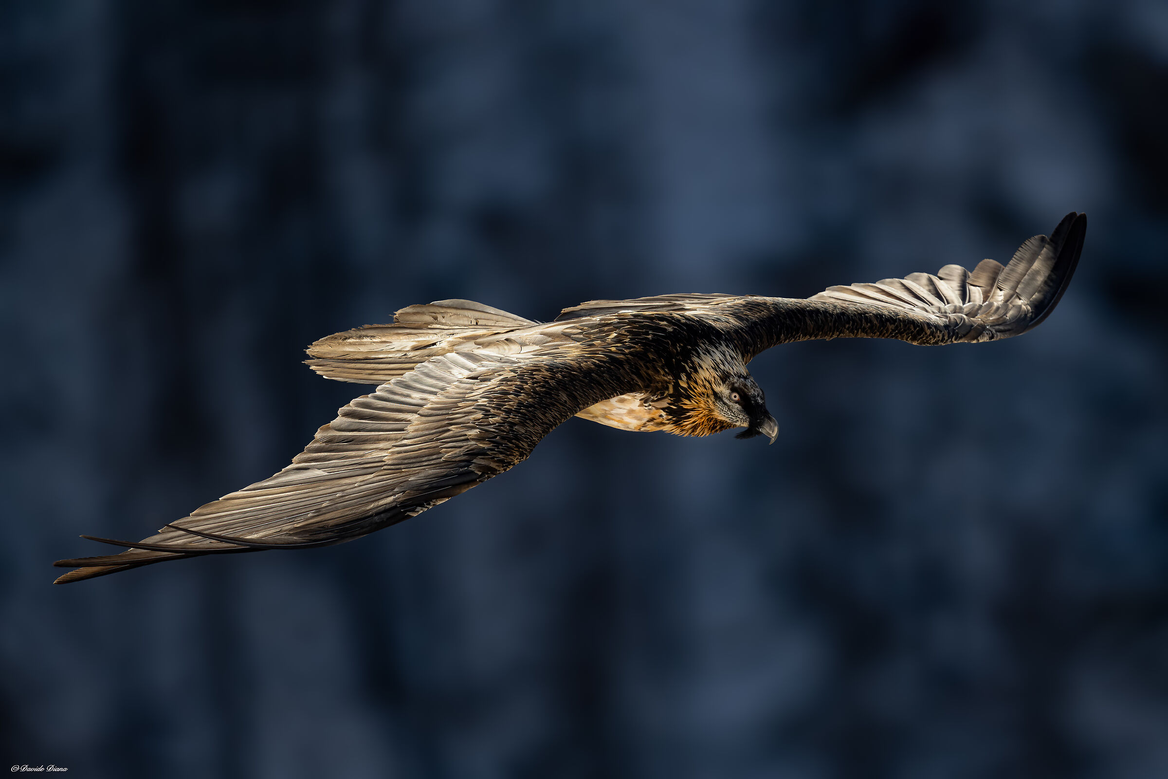 Gypaetus barbatus - Gran Paradiso National Park