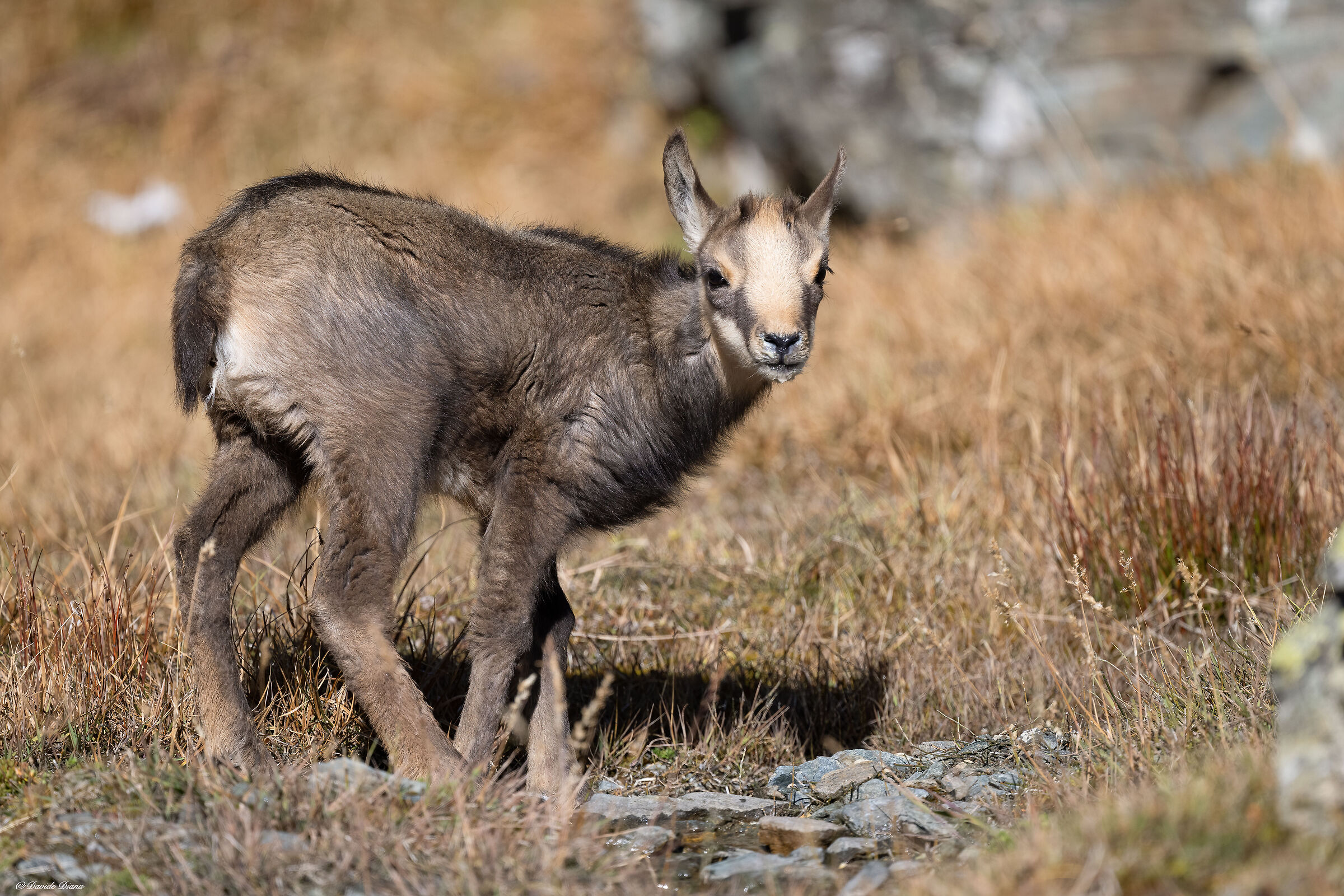 Camoscio - Parco Nazionale del Gran Paradiso