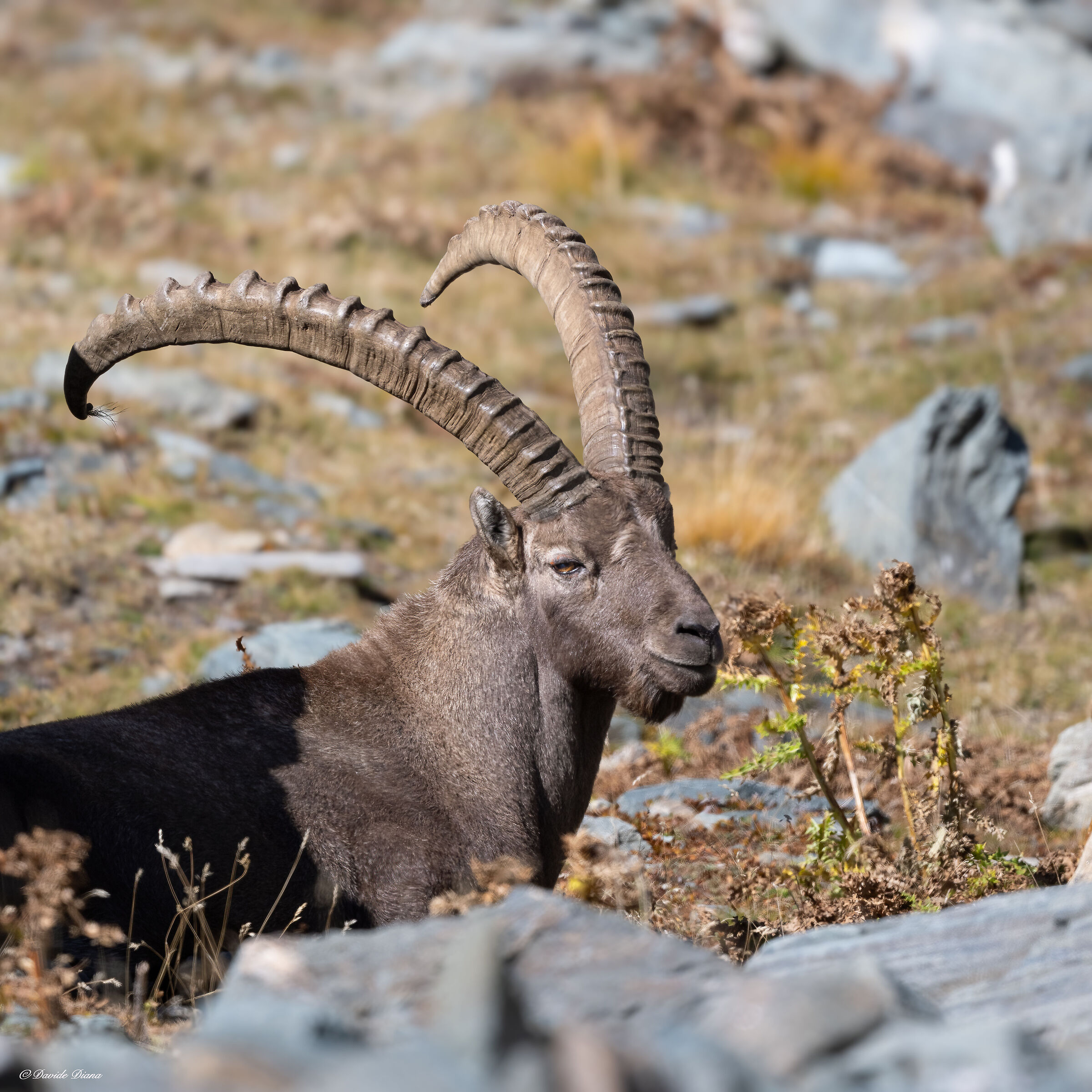 Stambecco - Parco Nazionale del Gran Paradiso