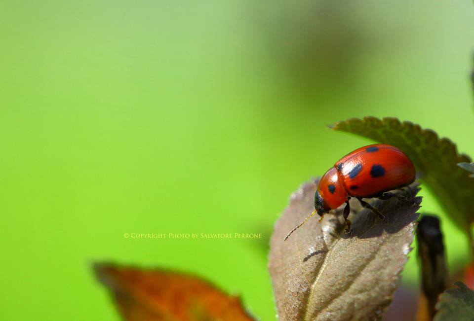 ladybug 2