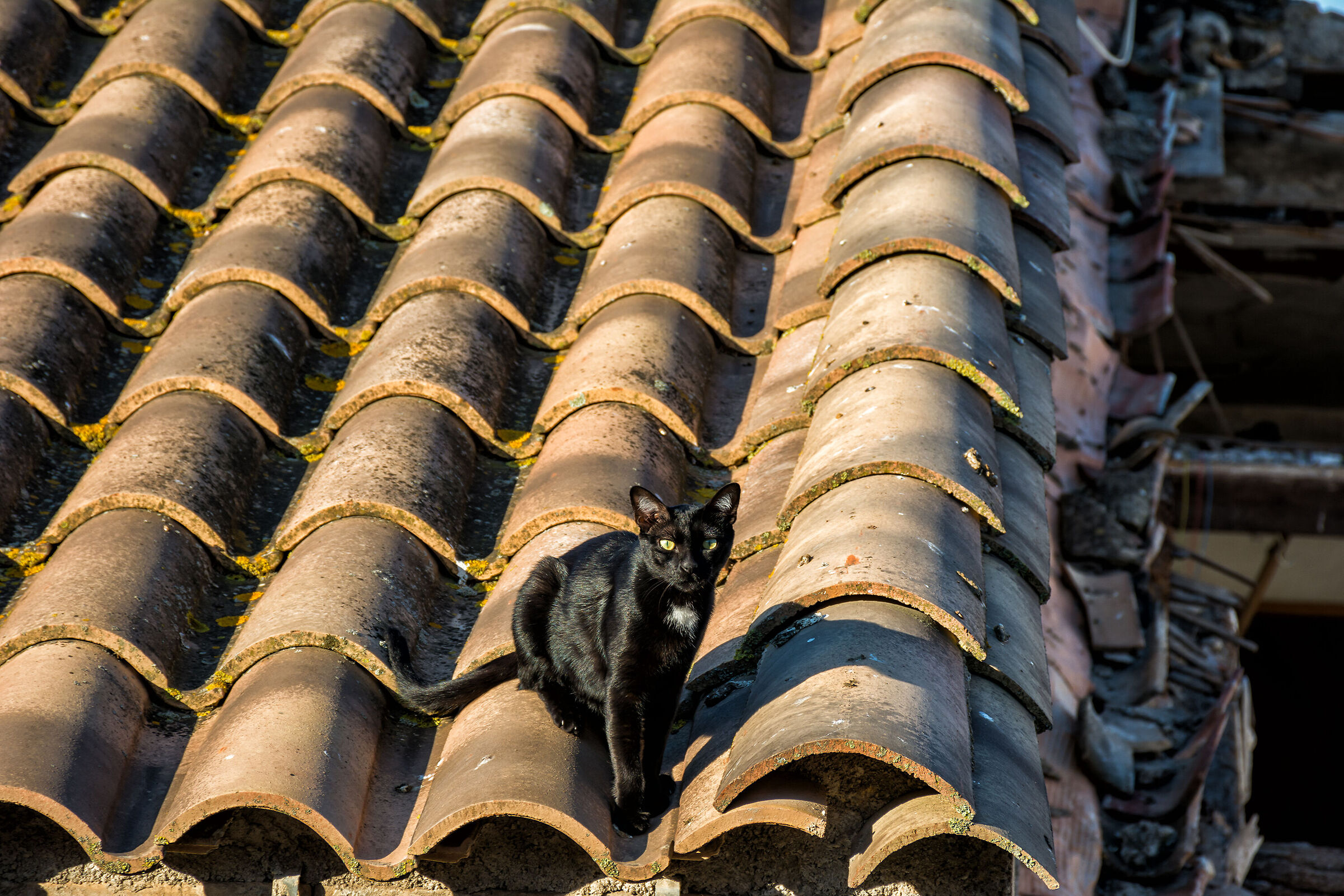The black cat on the roof