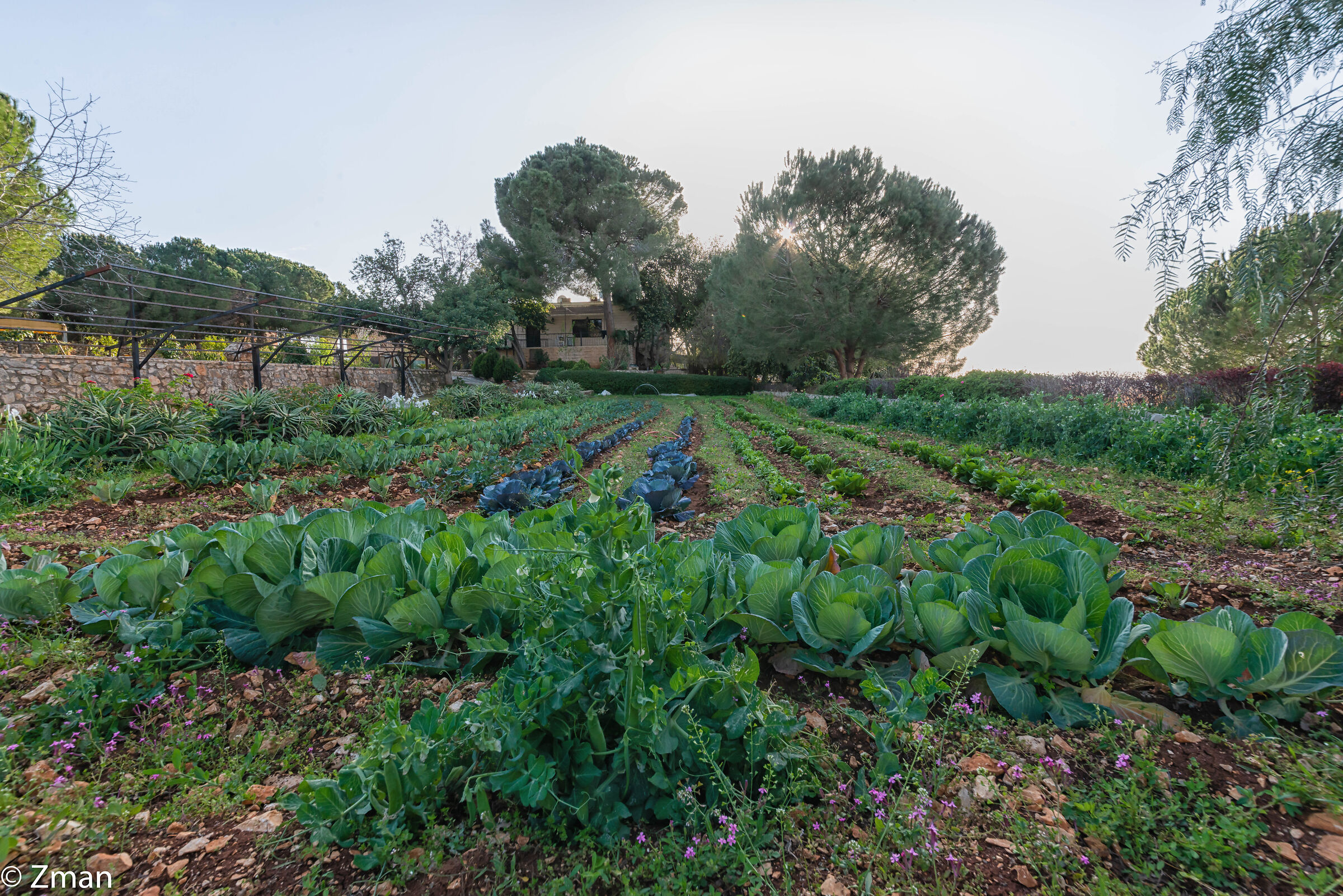 The Organic Farm