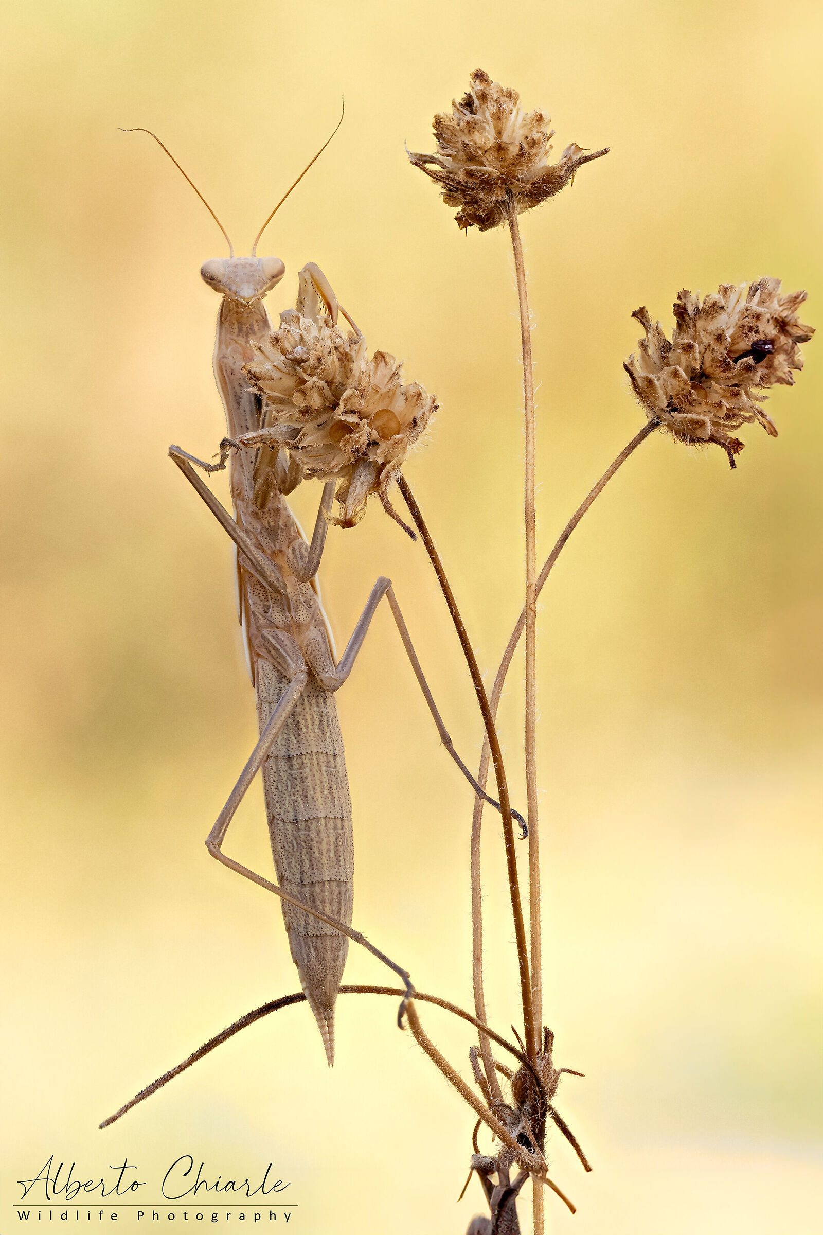 Praying mantis