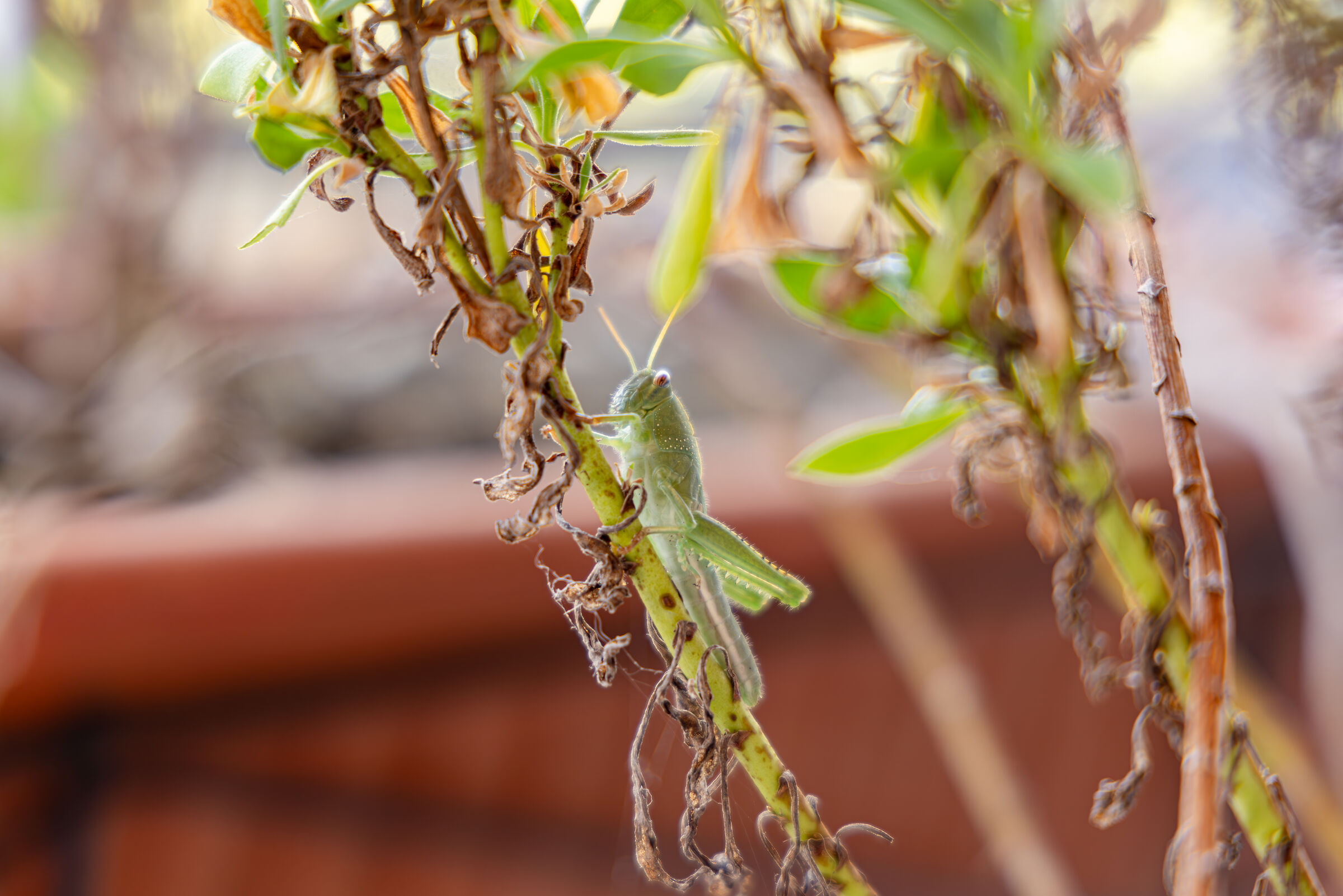 Grasshopper... but without a tripod
