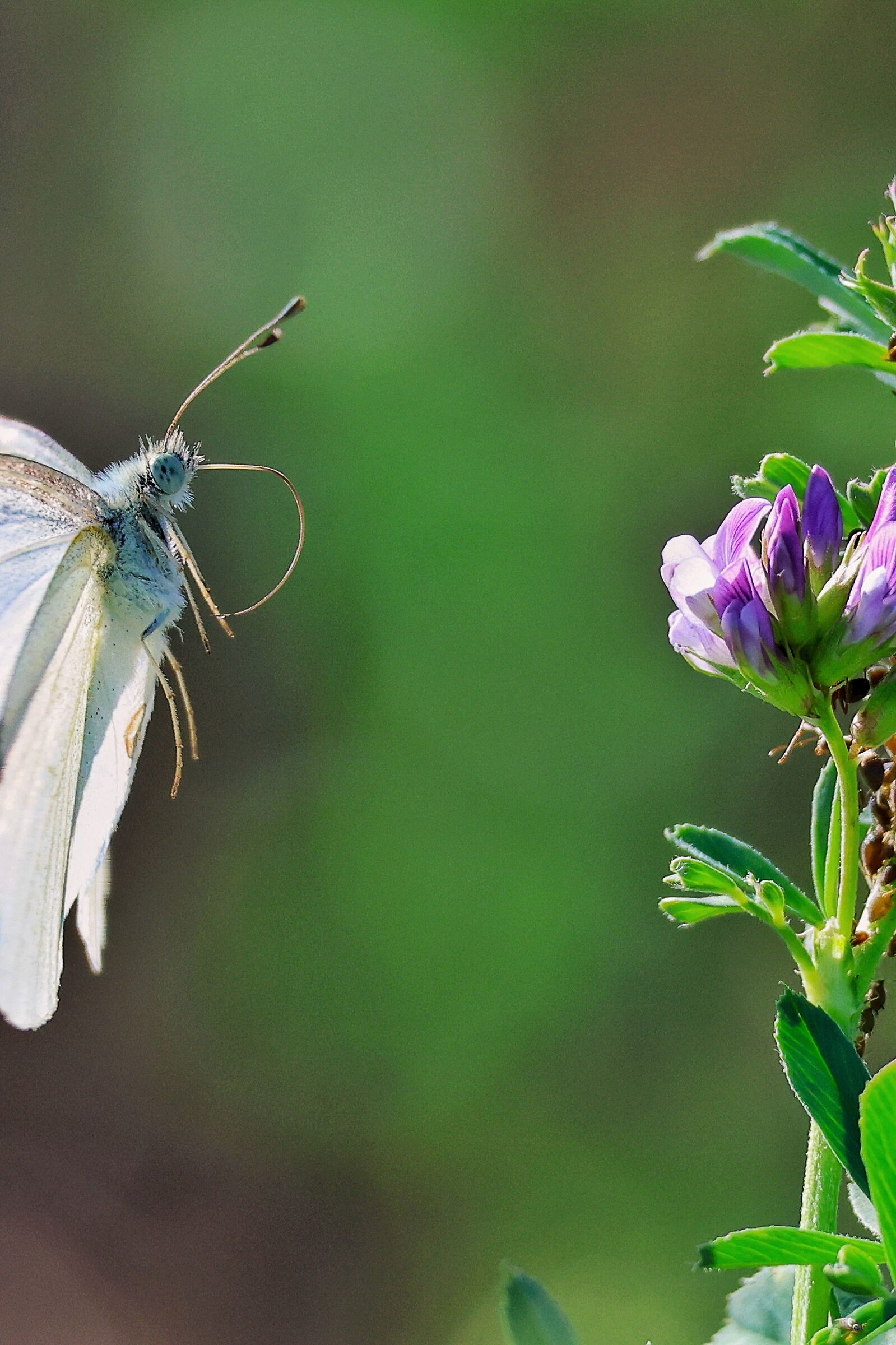 Pieris brassicae